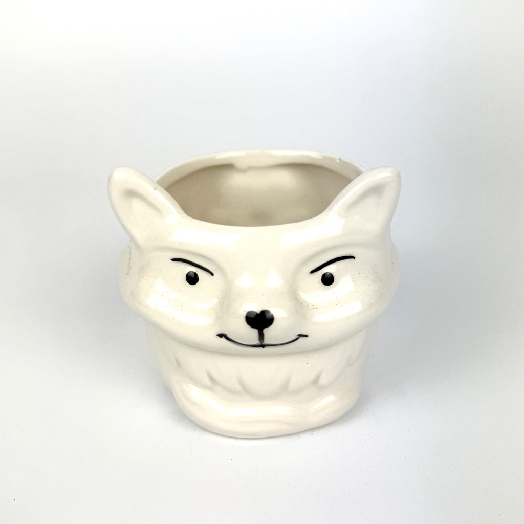 Desk Buddy Plant & Pot Bundle