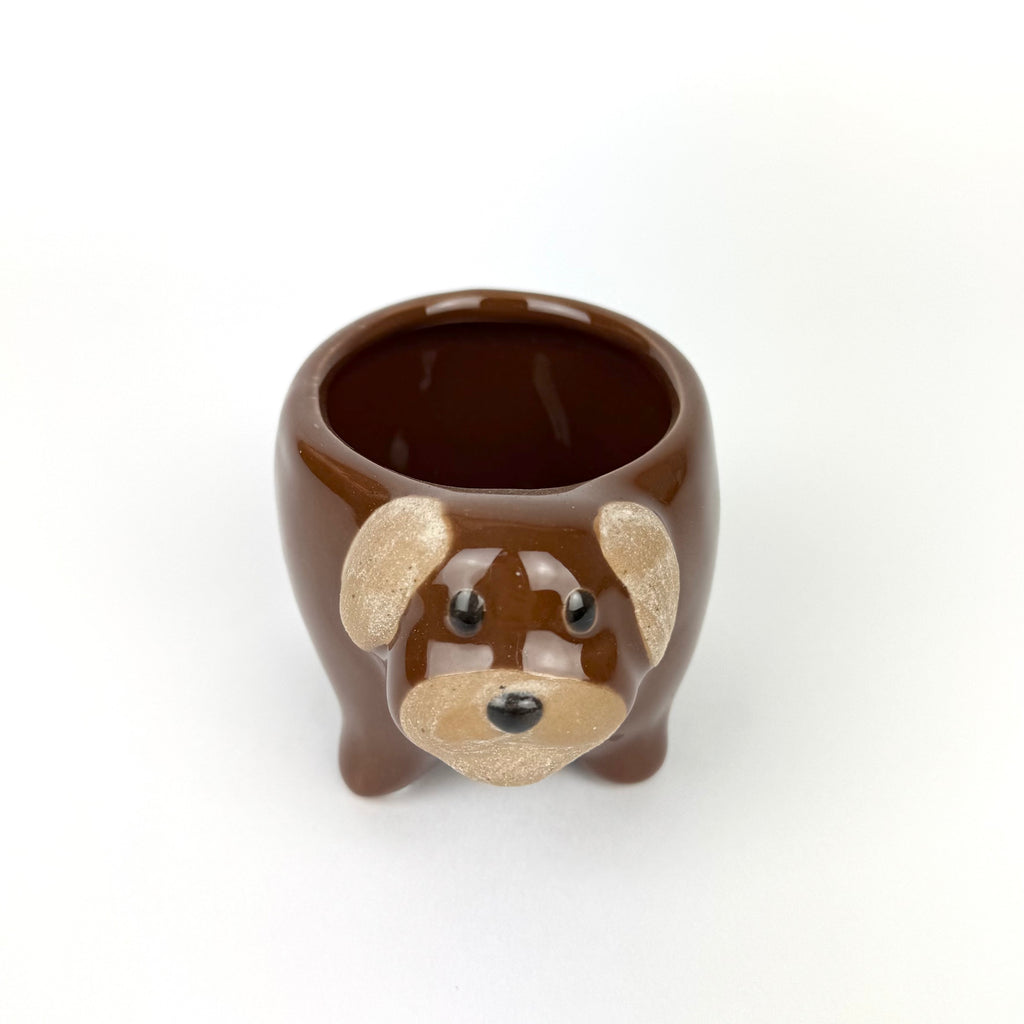 Desk Buddy Plant & Pot Bundle