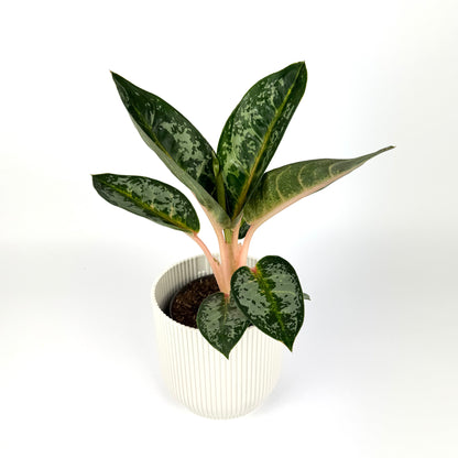 Aglaonema Orange Flame 12cm Houseplant