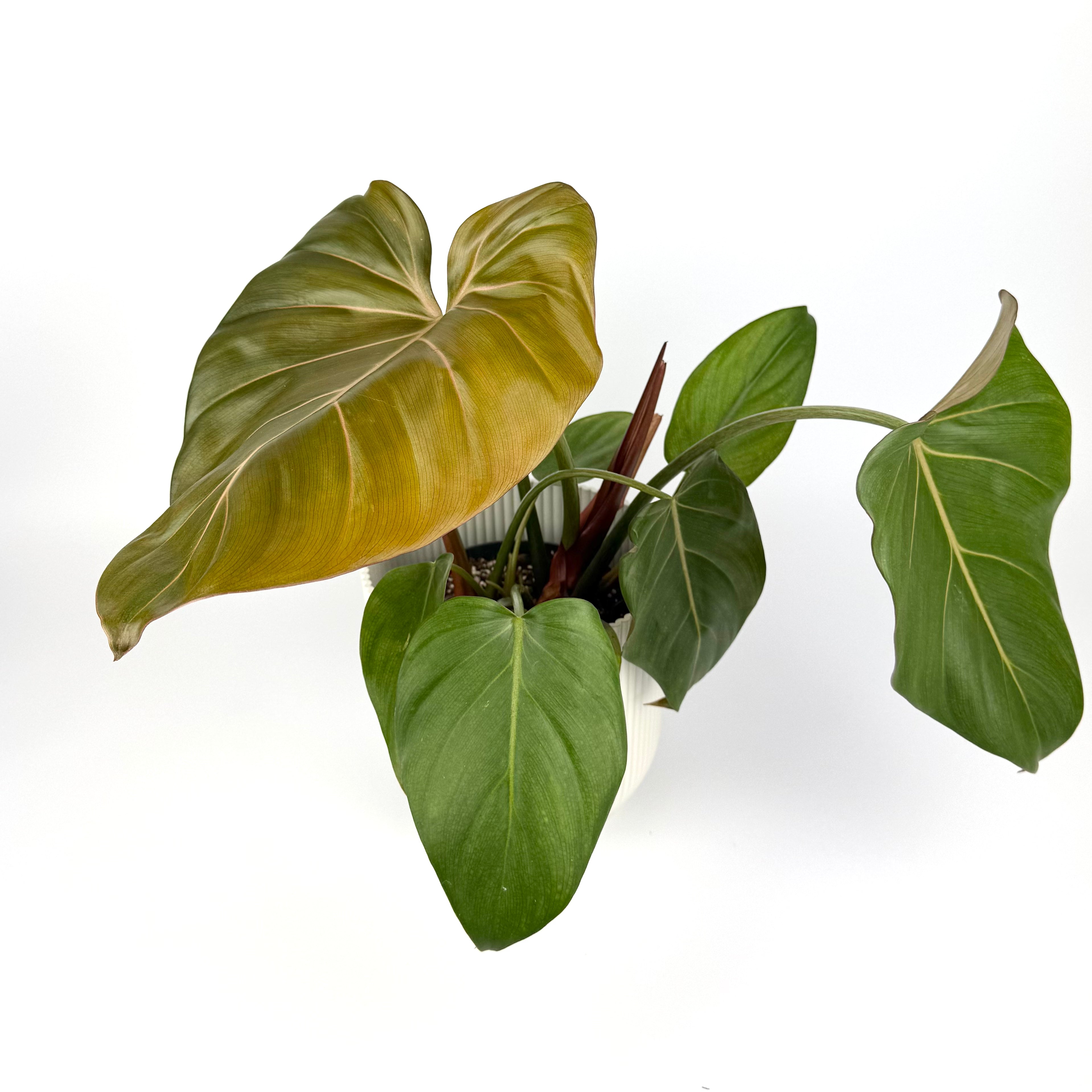 Philodendron Summer Glory 14cm Potsize Houseplant