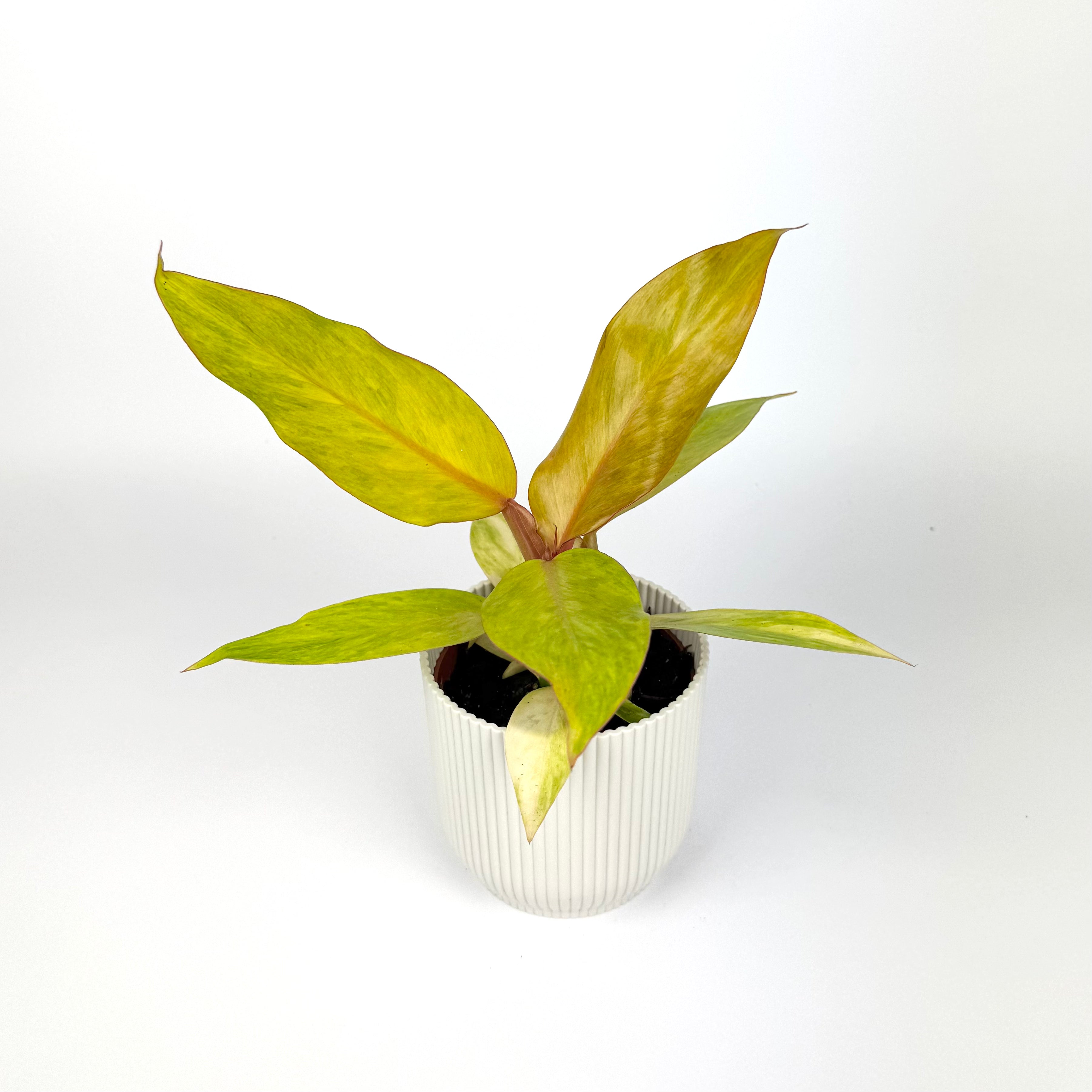 Philodendron Orange Marmalade 10.5cm Pot Size Houseplant