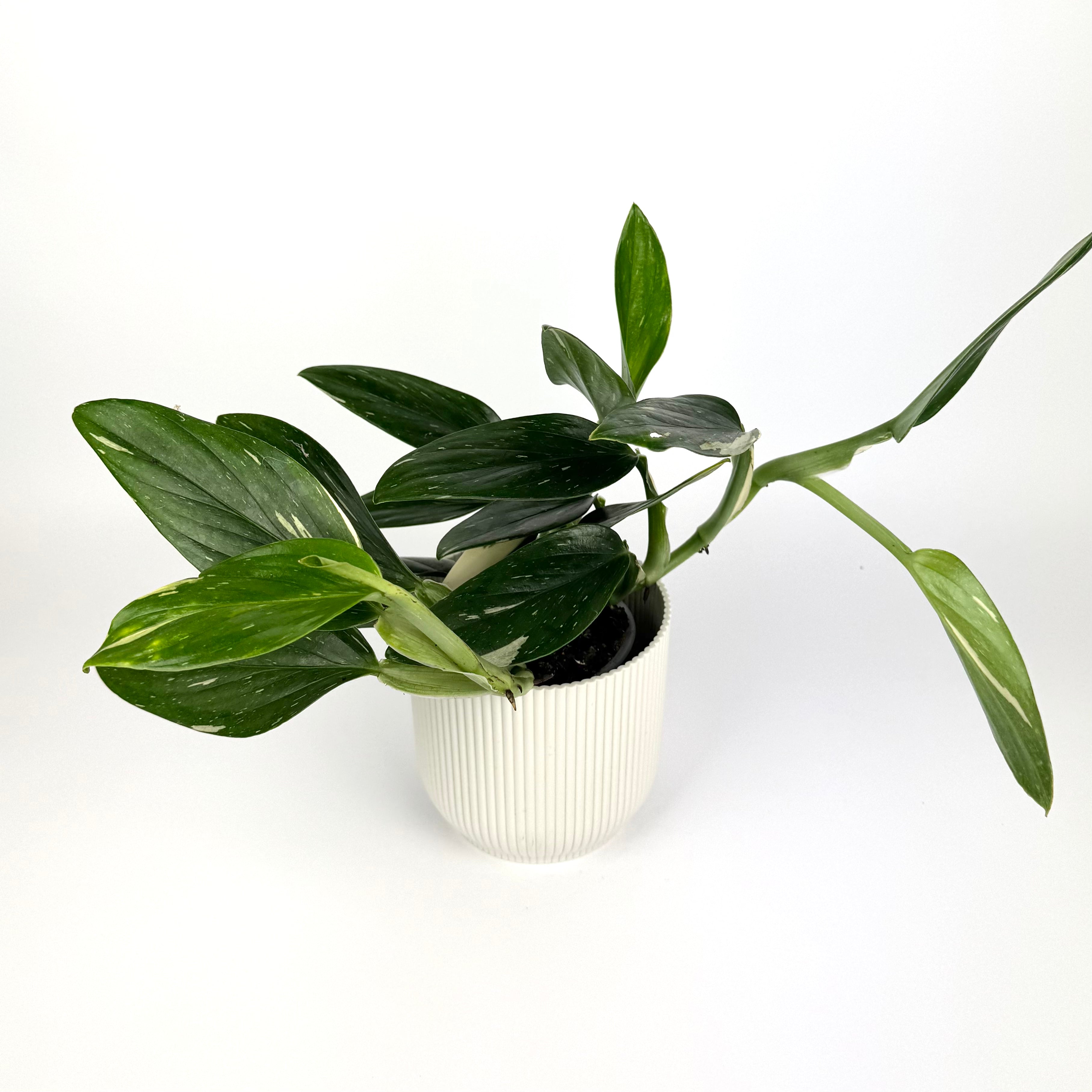Philodendron Cobra 12cm Pot Size Houseplant