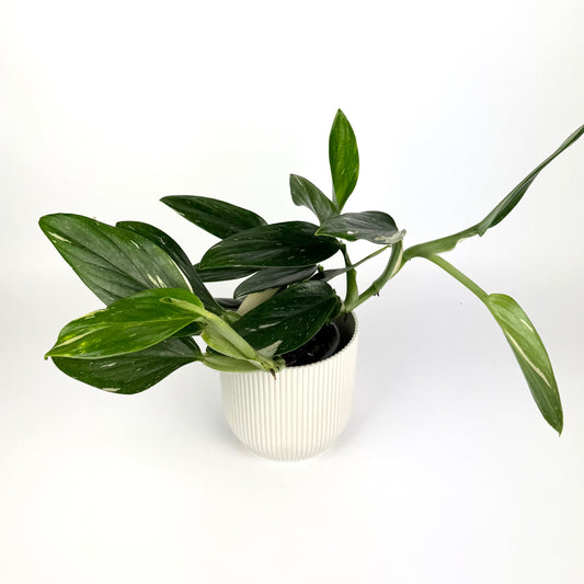 Philodendron Cobra 12cm Pot Size Houseplant