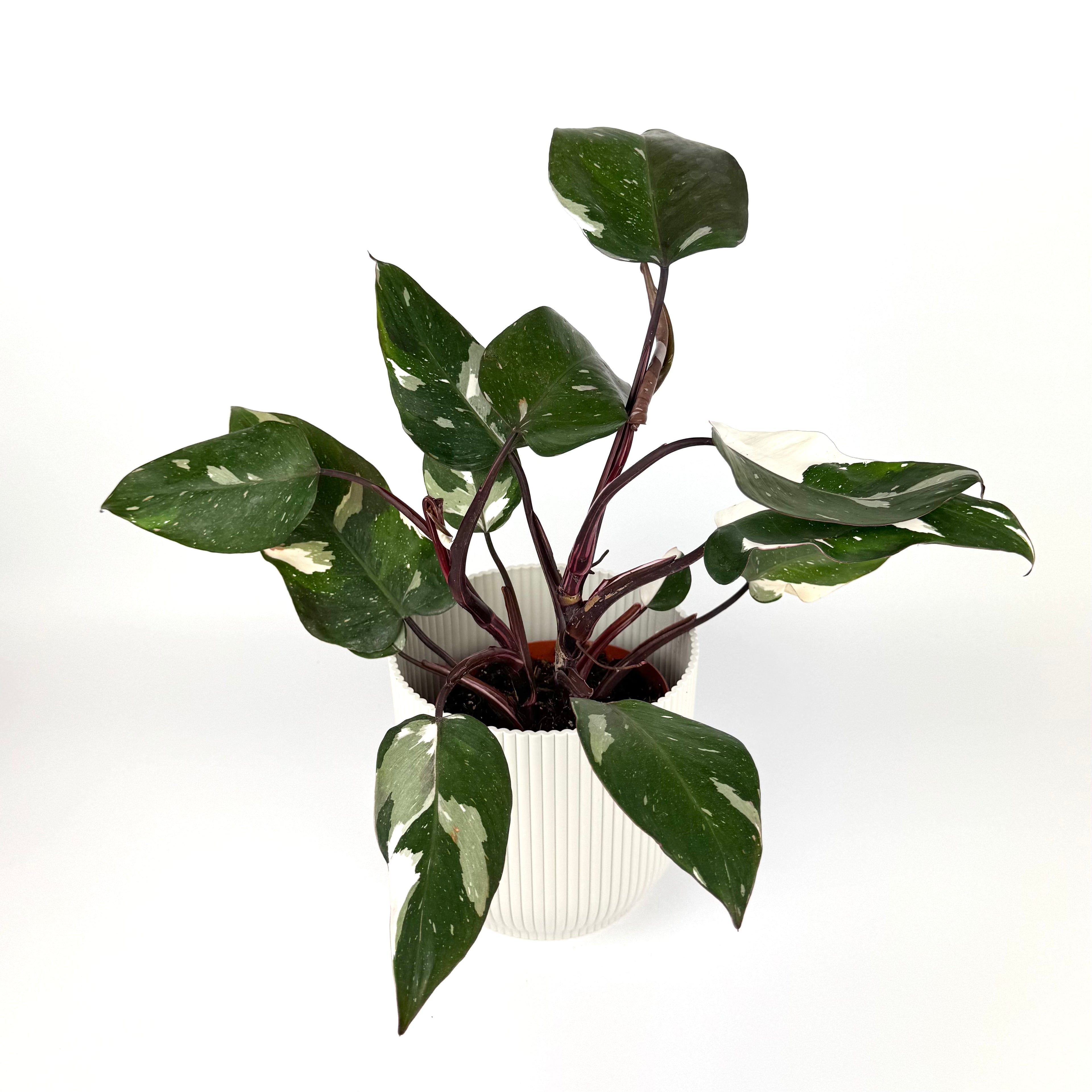 Philodendron Red Anderson 14cm Pot Size Houseplant
