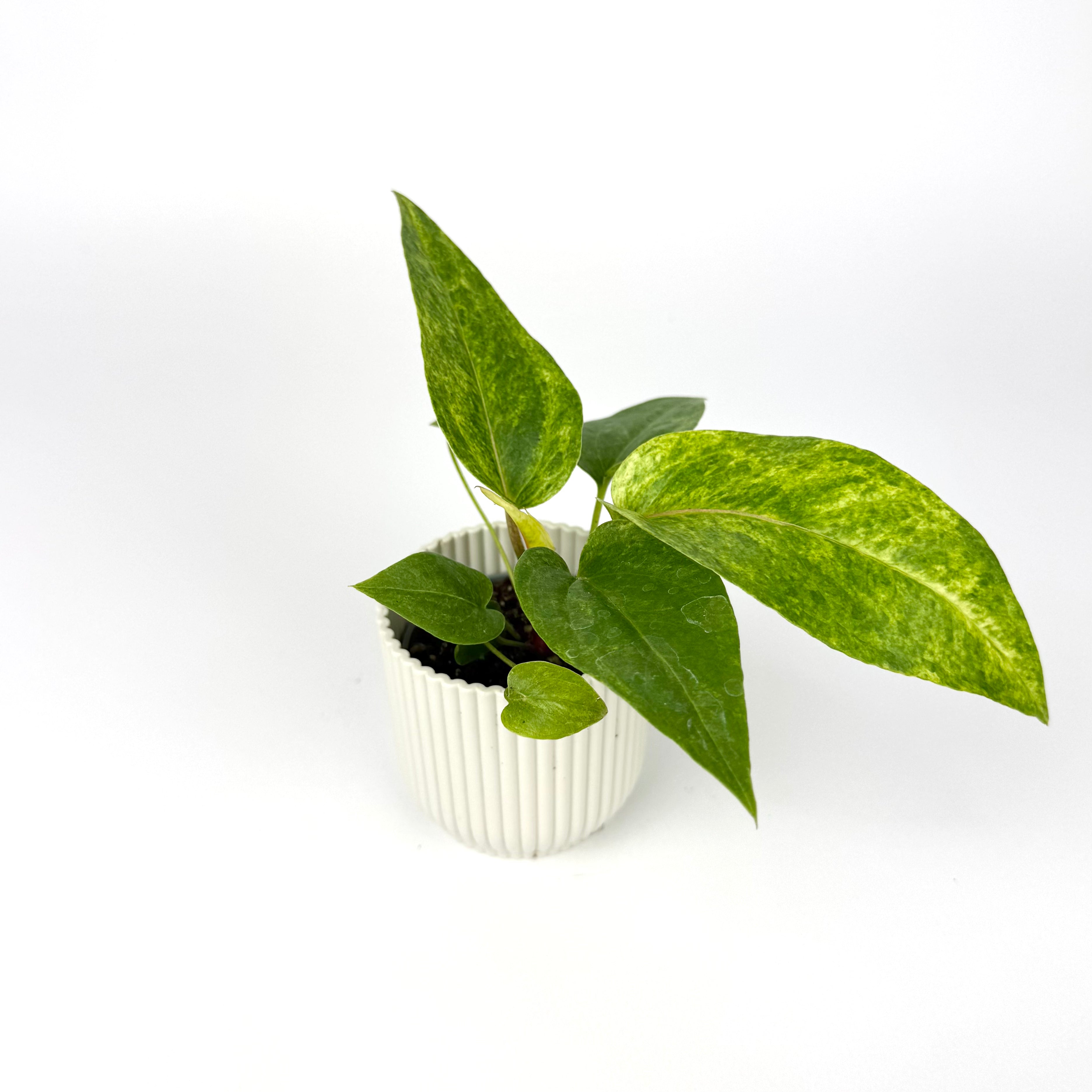 Anthurium Renaissance Varigated 6cm Pot Size Houseplant