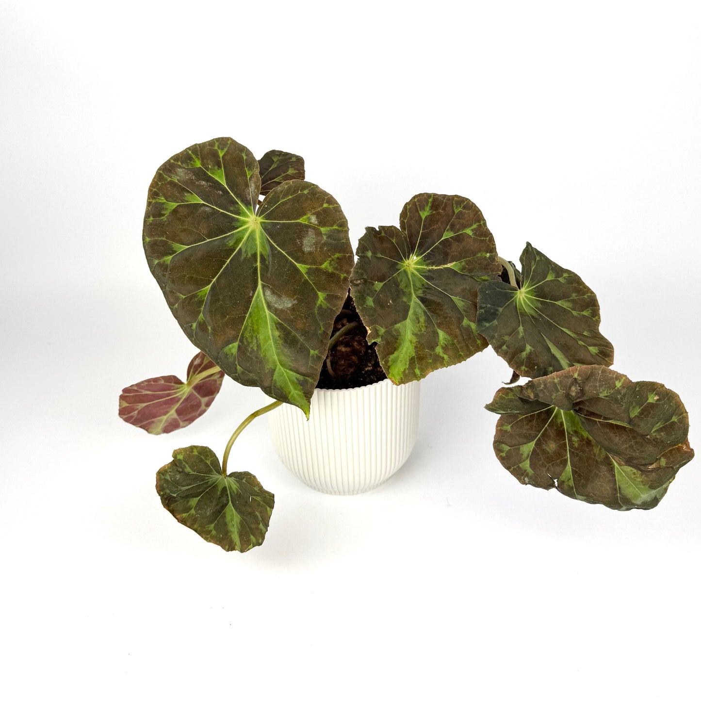 Begonia Foliage Barsalouxiae 12cm Pot Size Houseplant