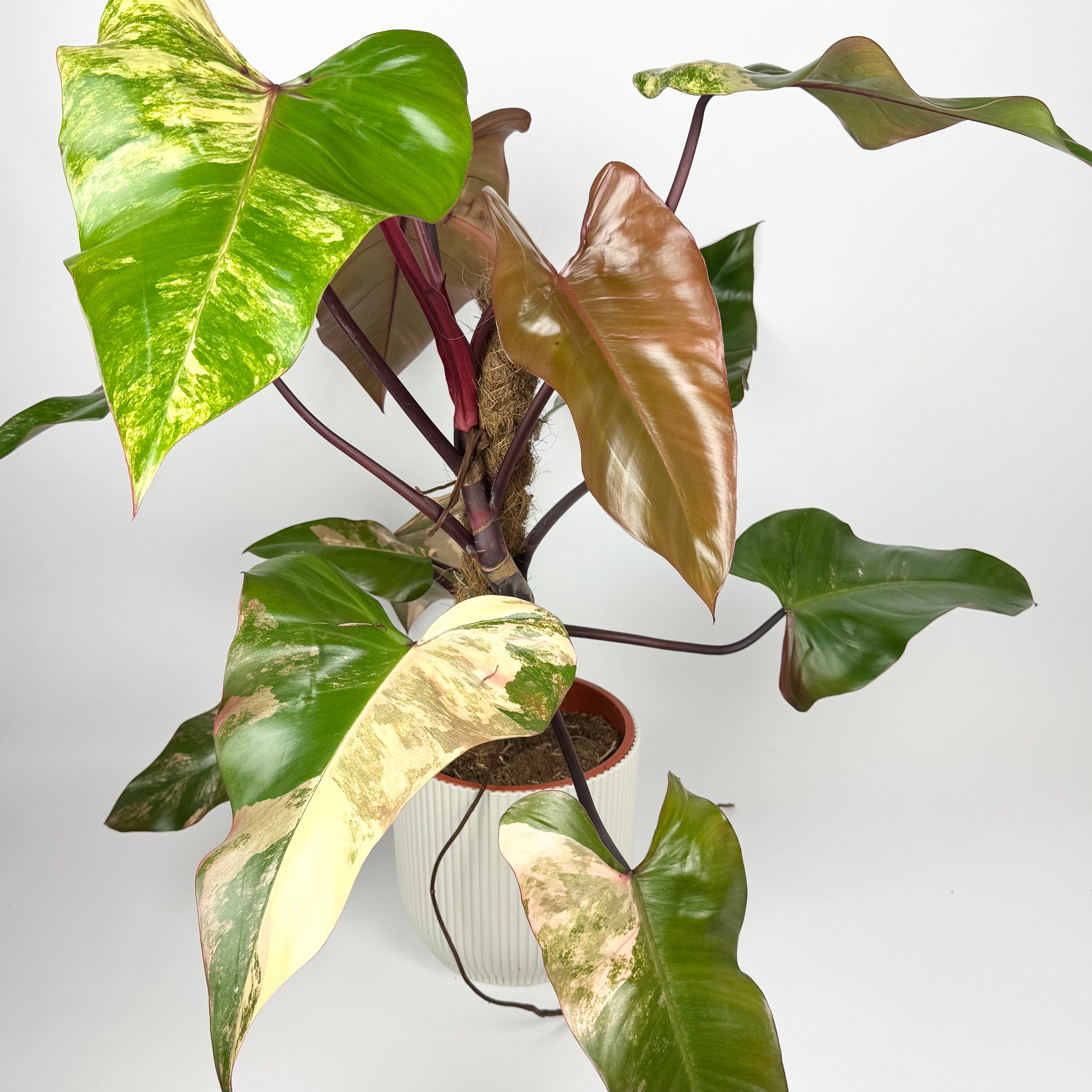 Philodendron Strawberry Shake 17cm Potsize Houseplant