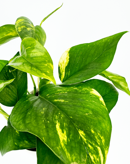 Golden Pothos Indoor Houseplant