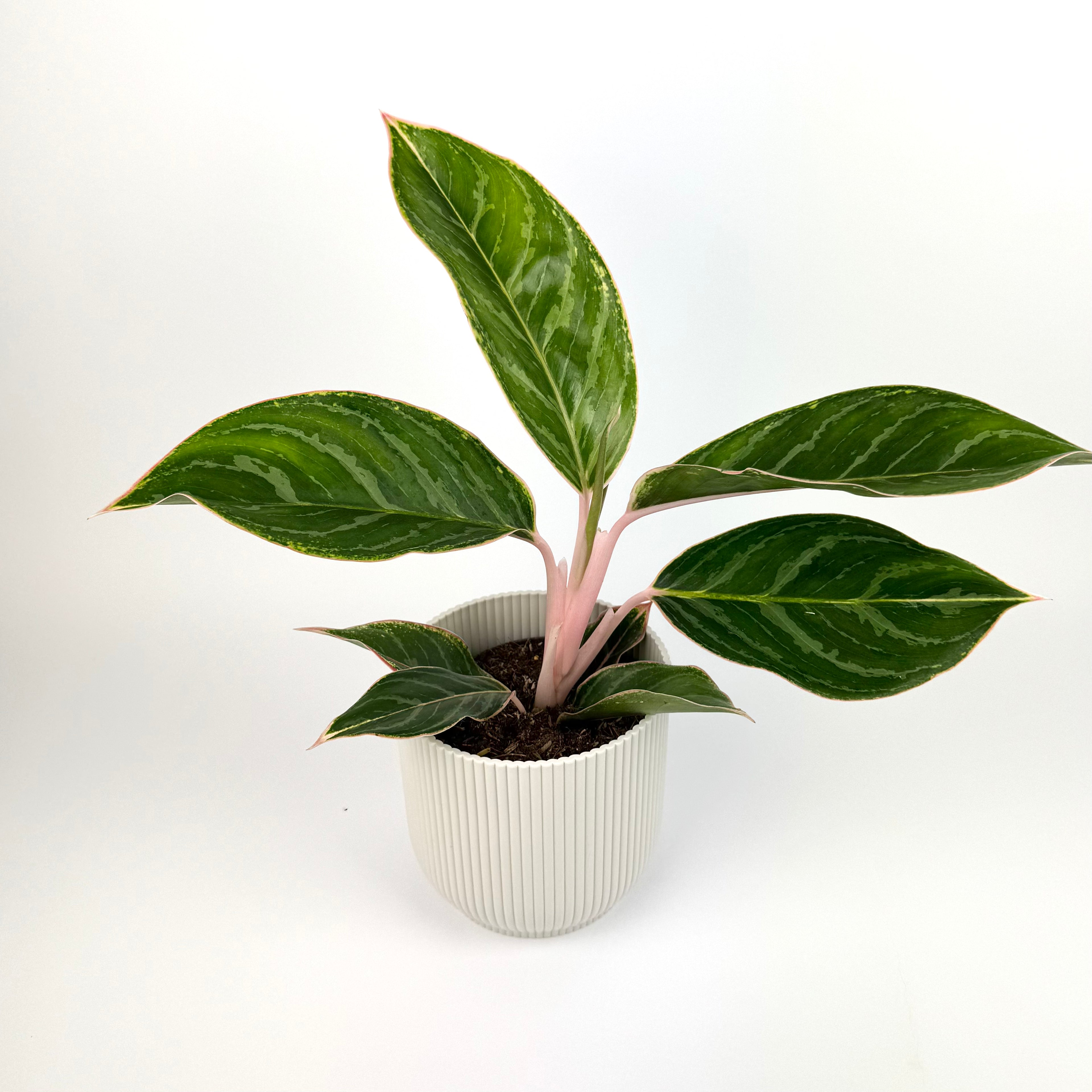 Aglaonema Jungle Shadow 12cm Potsize Houseplant