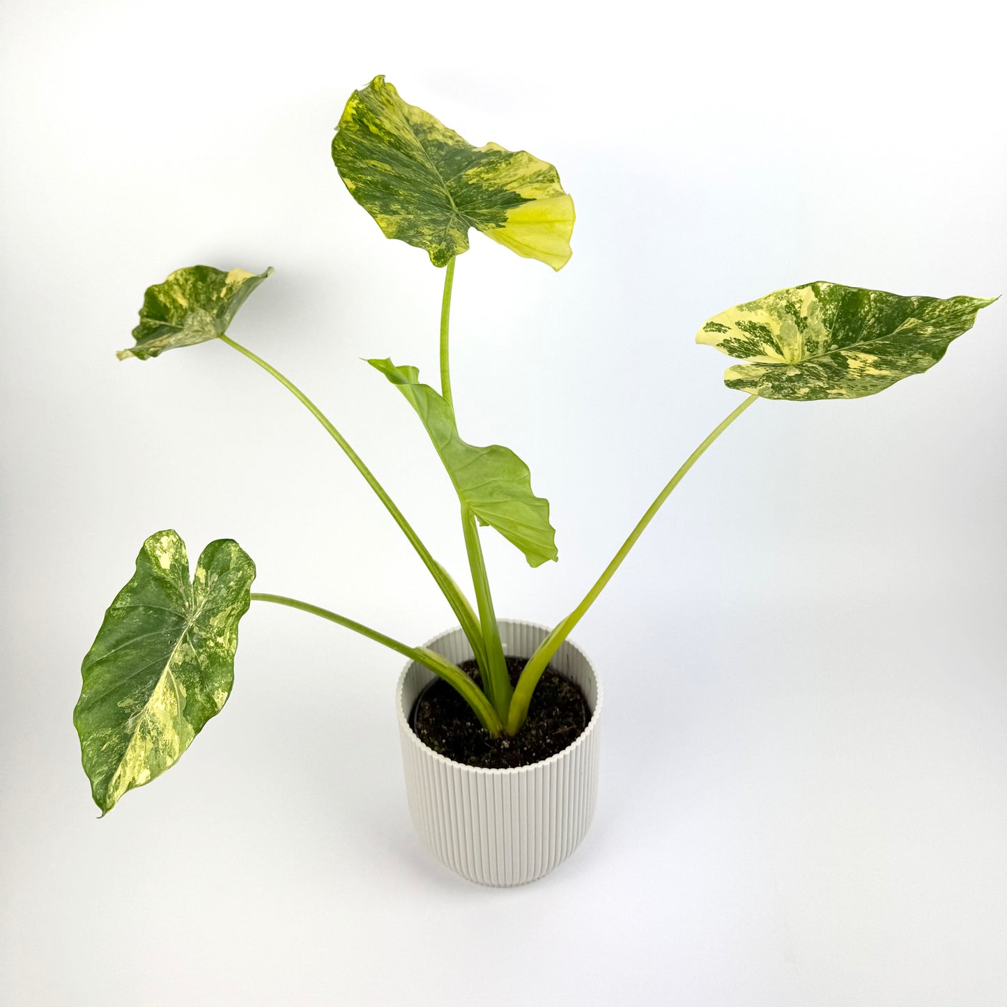 Alocasia Macrorrhiza Aurea Variegated 12cm Pot Size Houseplant