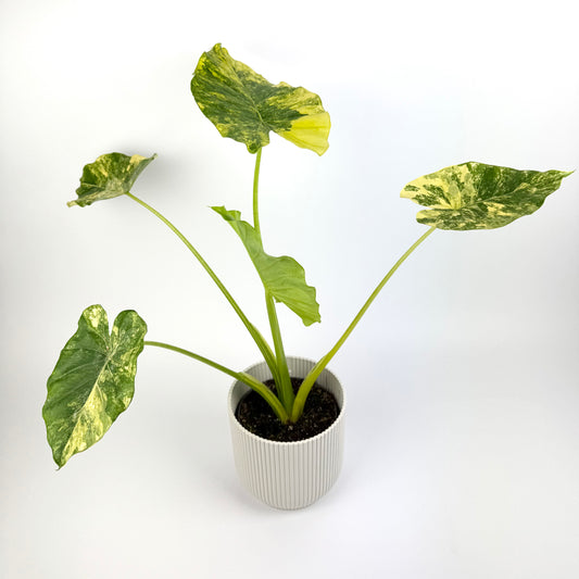 Alocasia Macrorrhiza Aurea Variegated 12cm Pot Size Houseplant
