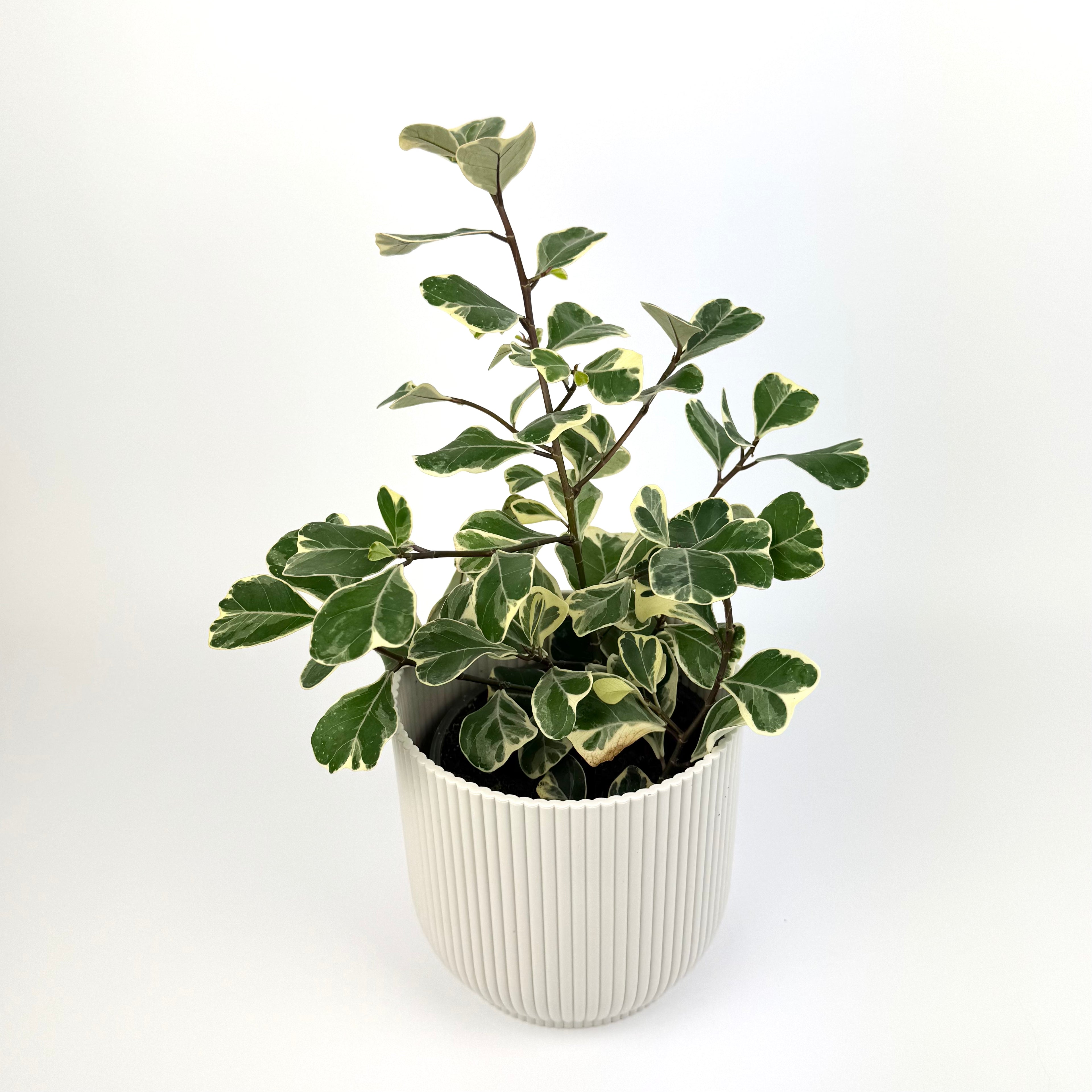 Ficus Triangularis Variegated 14cm Pot Size Houseplant