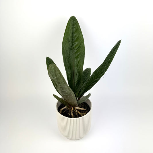 Anthurium Superbum 12cm Pot Size Houseplant