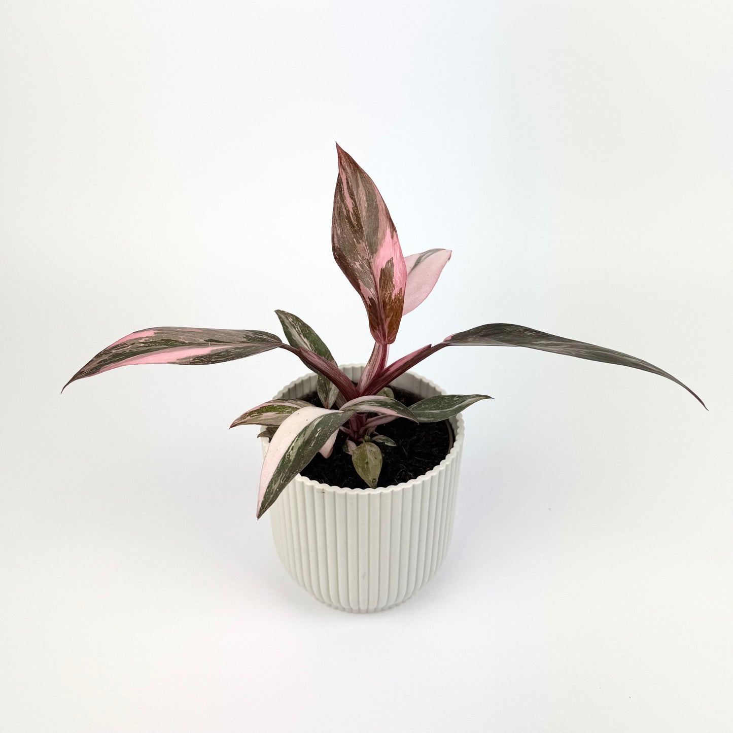 Philodendron Pink Princess Marble 9cm Houseplant