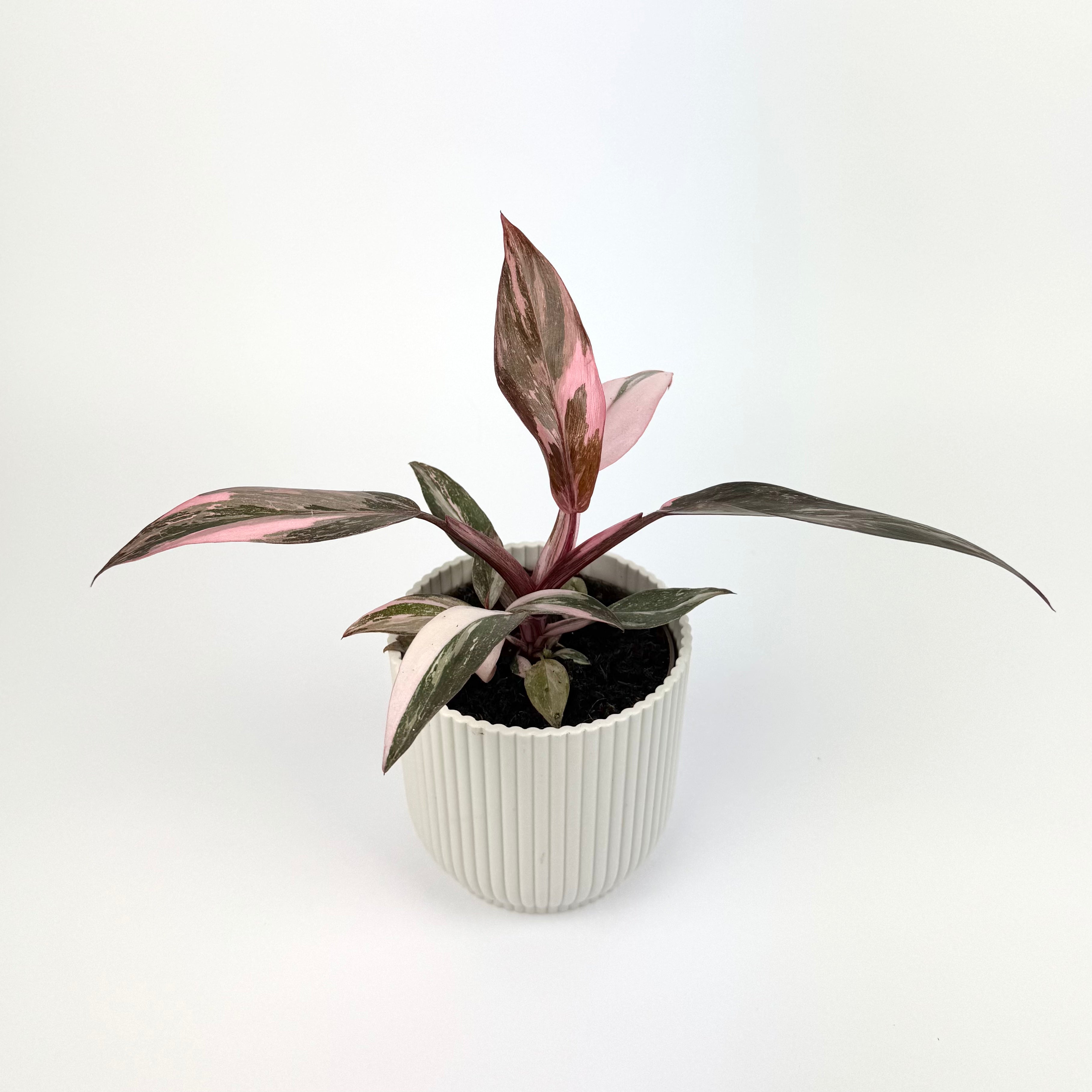 Philodendron Pink Princess Marble 9cm Houseplant