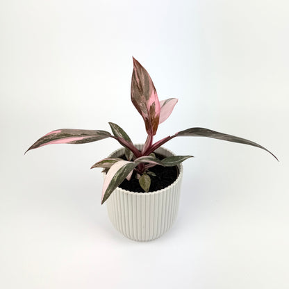 Philodendron Pink Princess Marble 11cm Houseplant