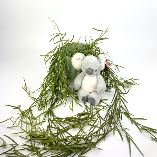 New Baby Hoya linearis, White pot & Koala Bear Plushy Gift Set