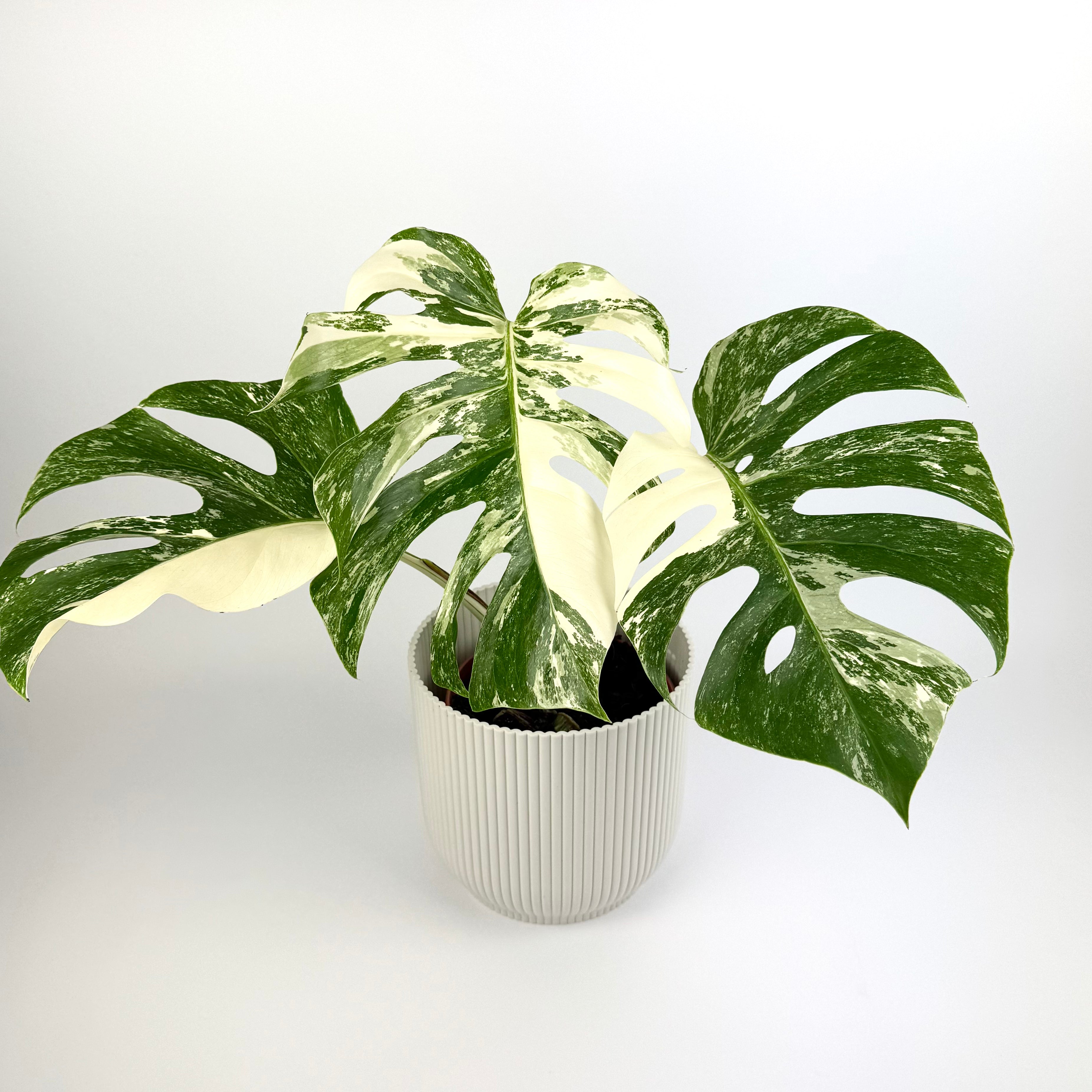Monstera Deliciosa Variegated 12cm Pot Size Houseplant