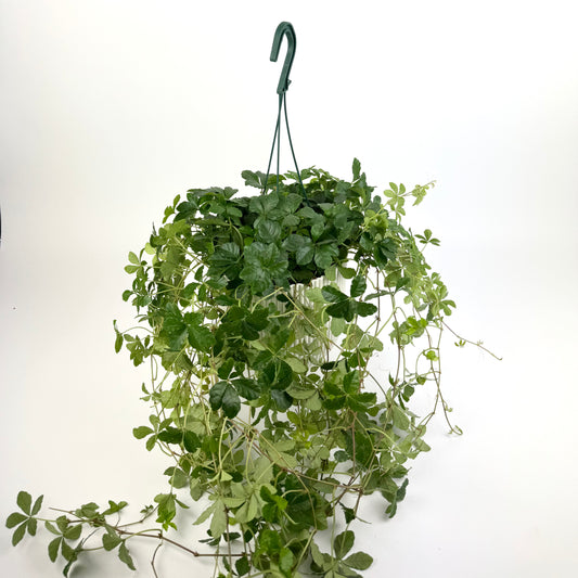 Parthenociccus Veitchii Hanging 14cm Pot Size Houseplant