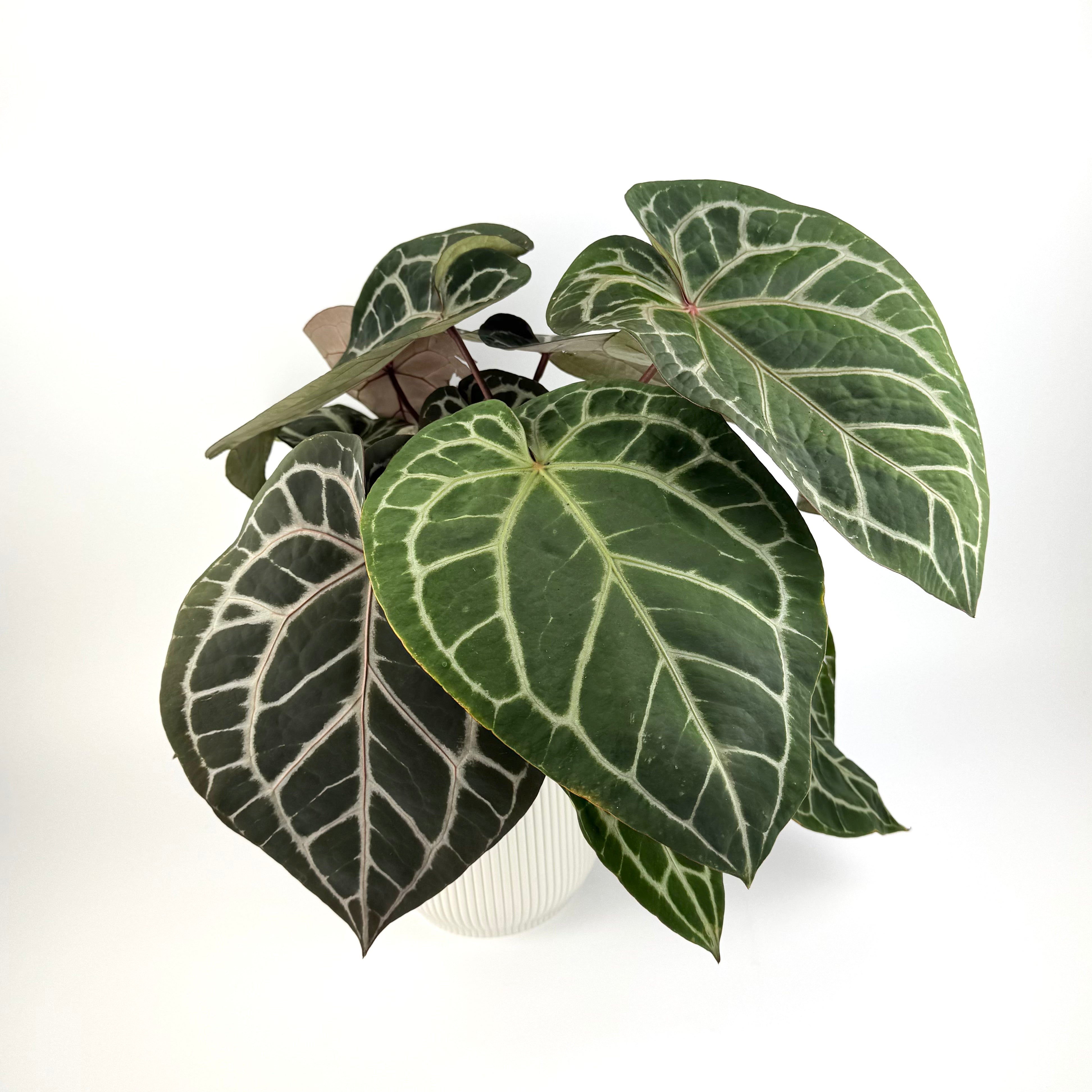 Anthurium Docblock Michelle 17cm Pot Size Houseplant – OH SO Floral