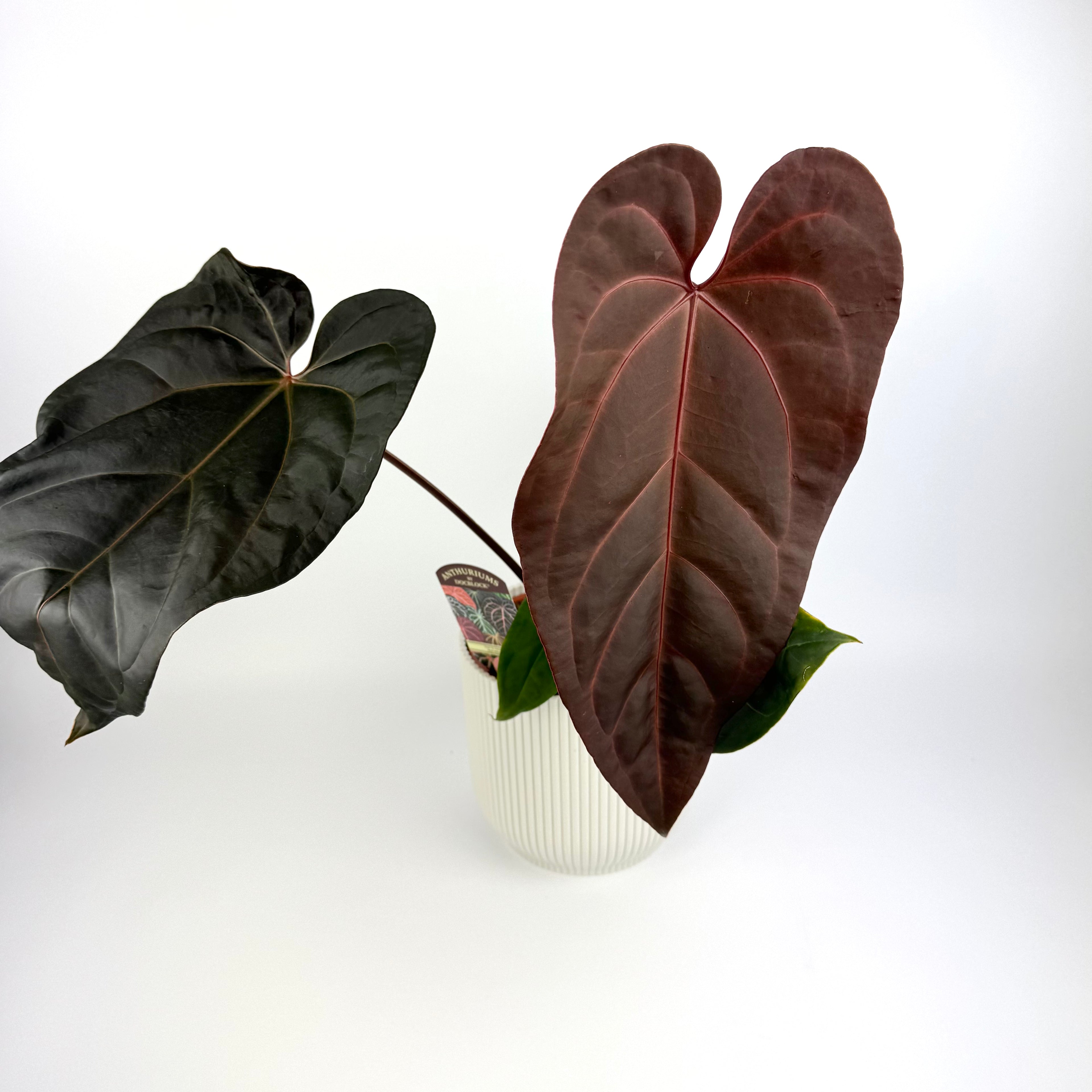Anthurium Dark & Handsome® 9 X Red Velvet 17cm Pot Size Houseplant