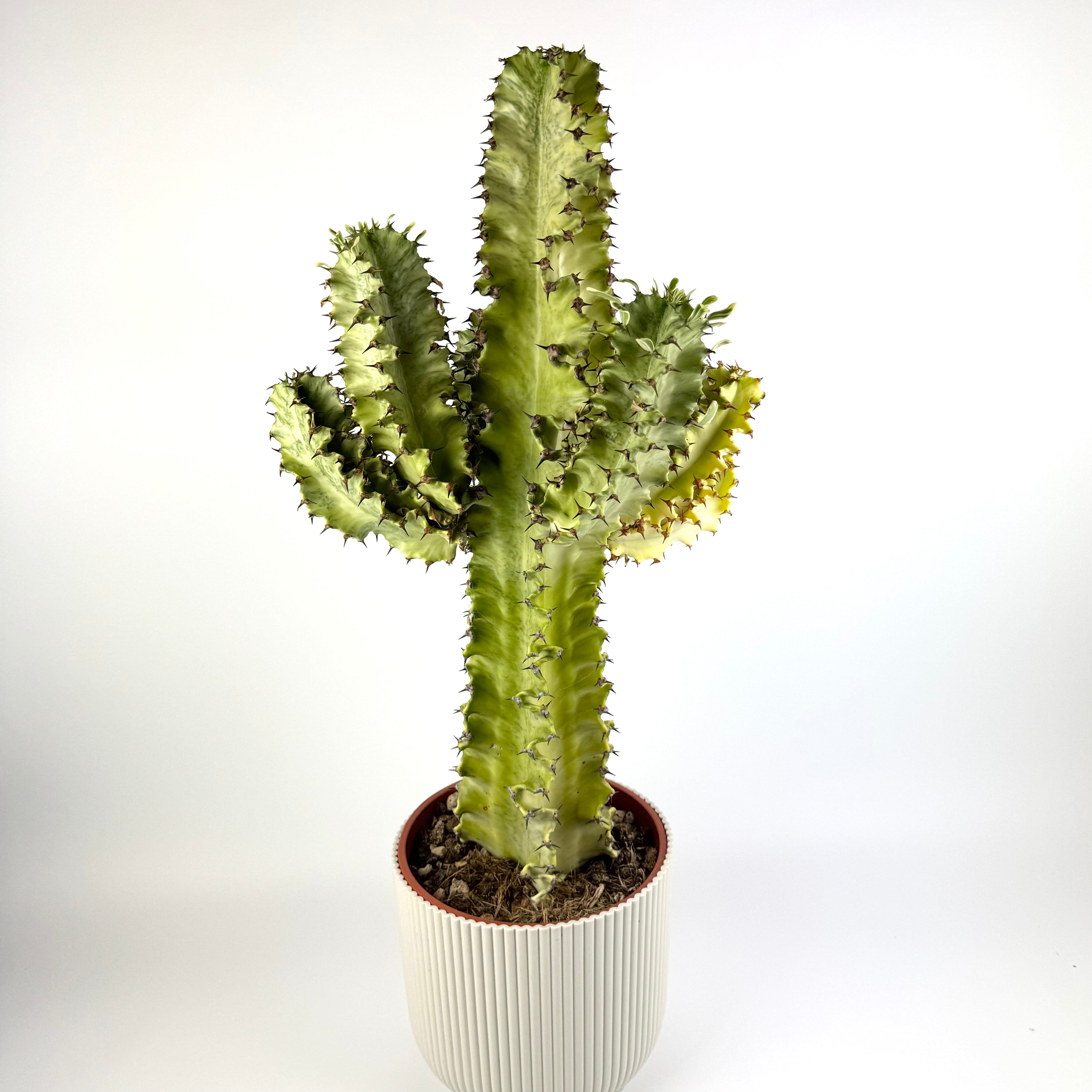 Large Euphorbia Ingens Variegated 19cm Pot Size Houseplant