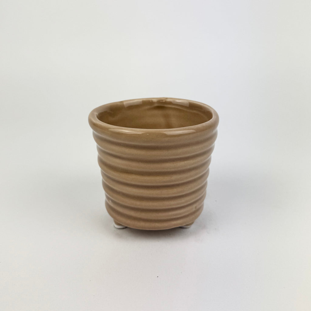 Desk Buddy Plant & Pot Bundle