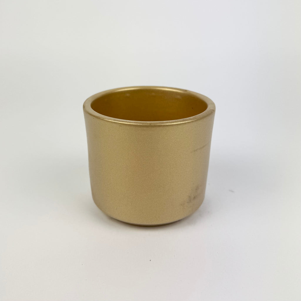 Desk Buddy Plant & Pot Bundle