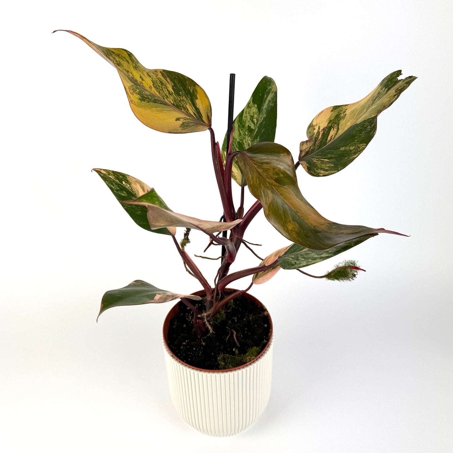 Philodendron Strawberry Shake 14cm Houseplant
