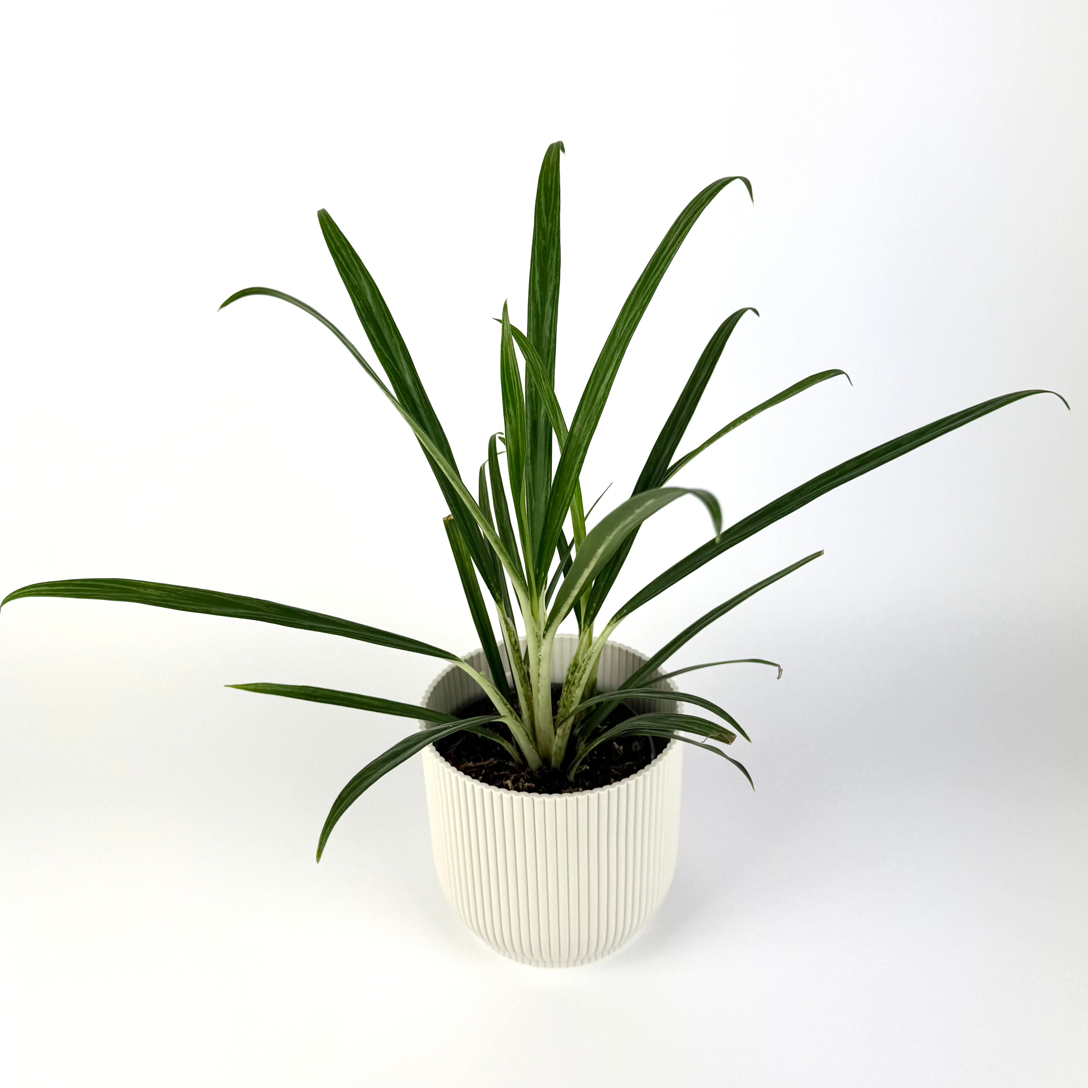 Aglaonema Forest Grass 12cm Potsize Houseplant