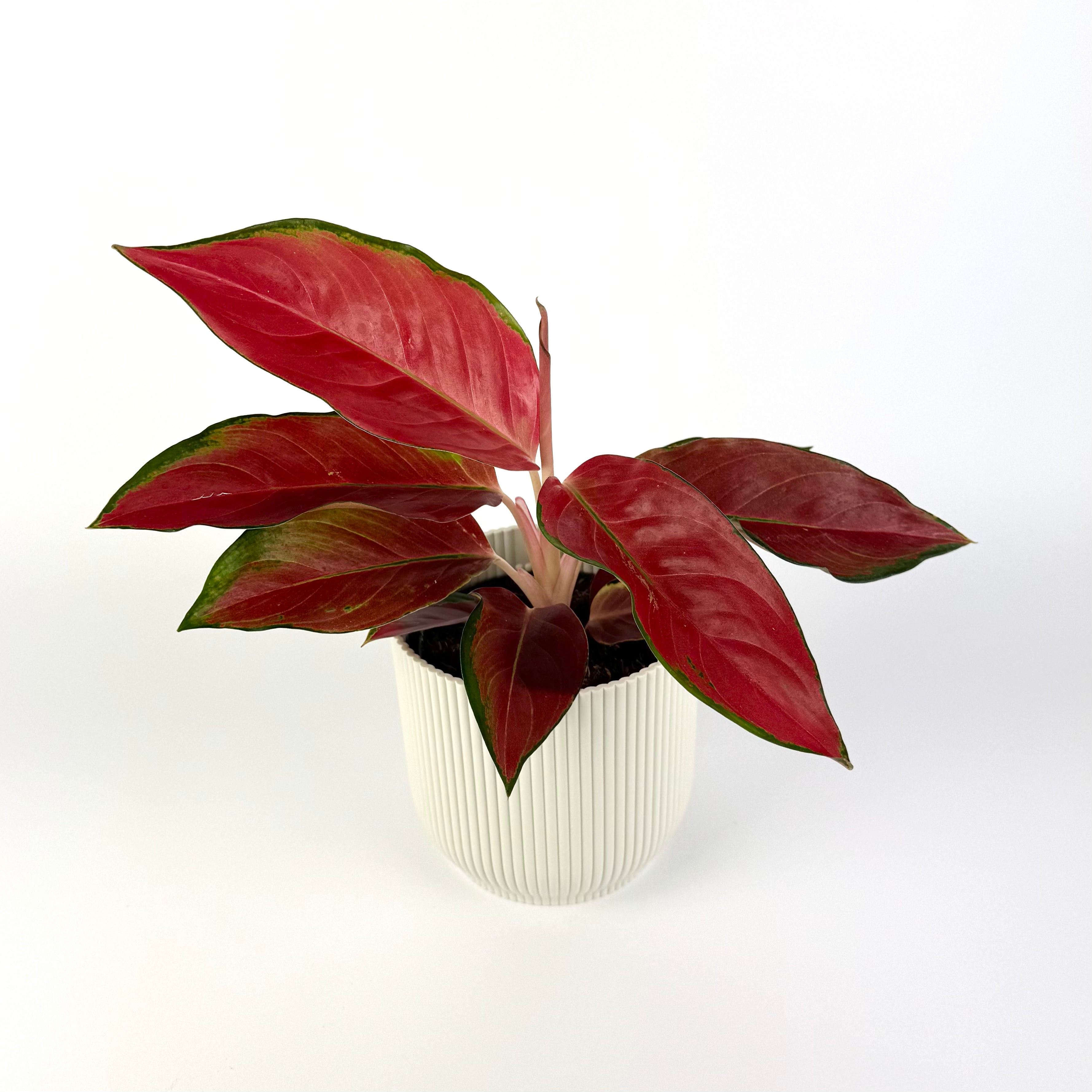 Aglaonema Chili Red 12cm Potsize Houseplant
