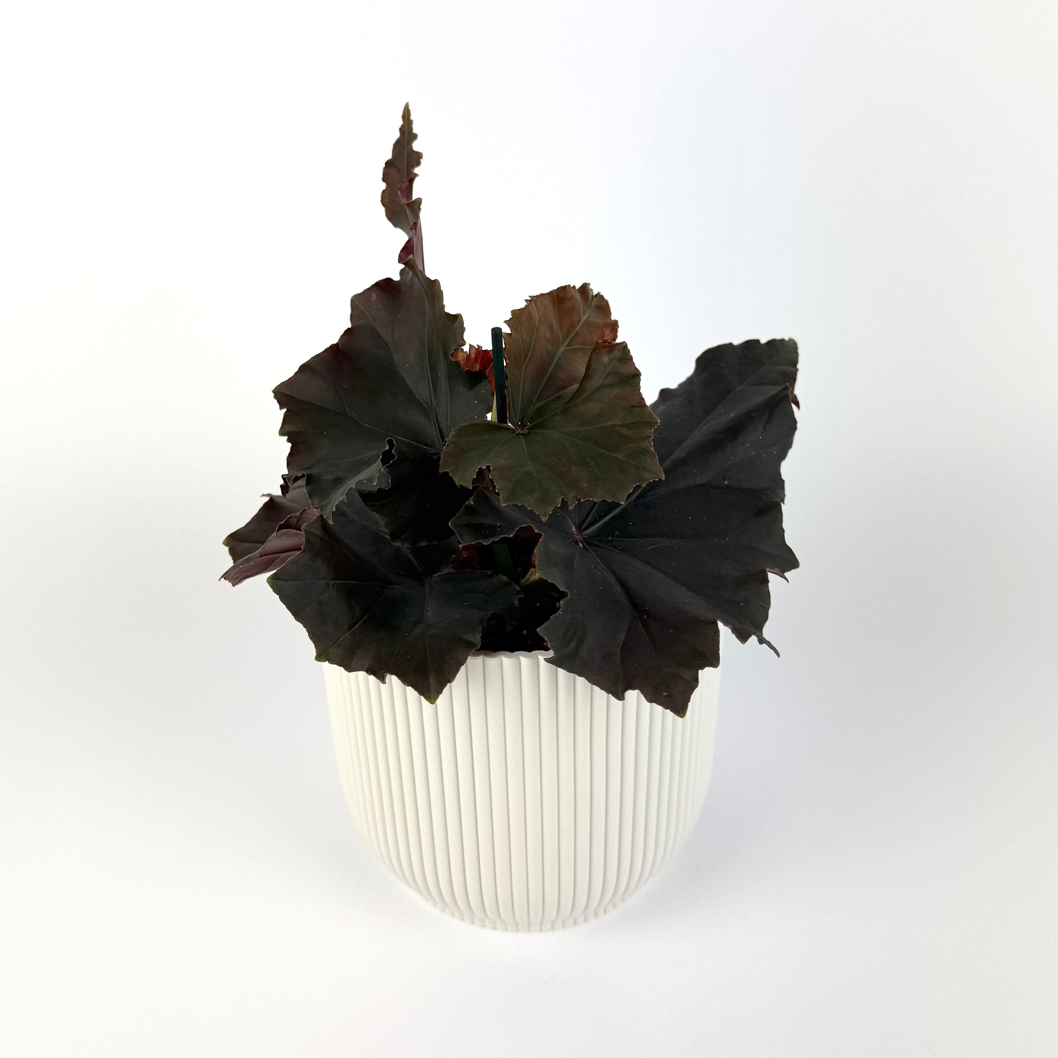 Begonia Arabian Sun 12cm Houseplant