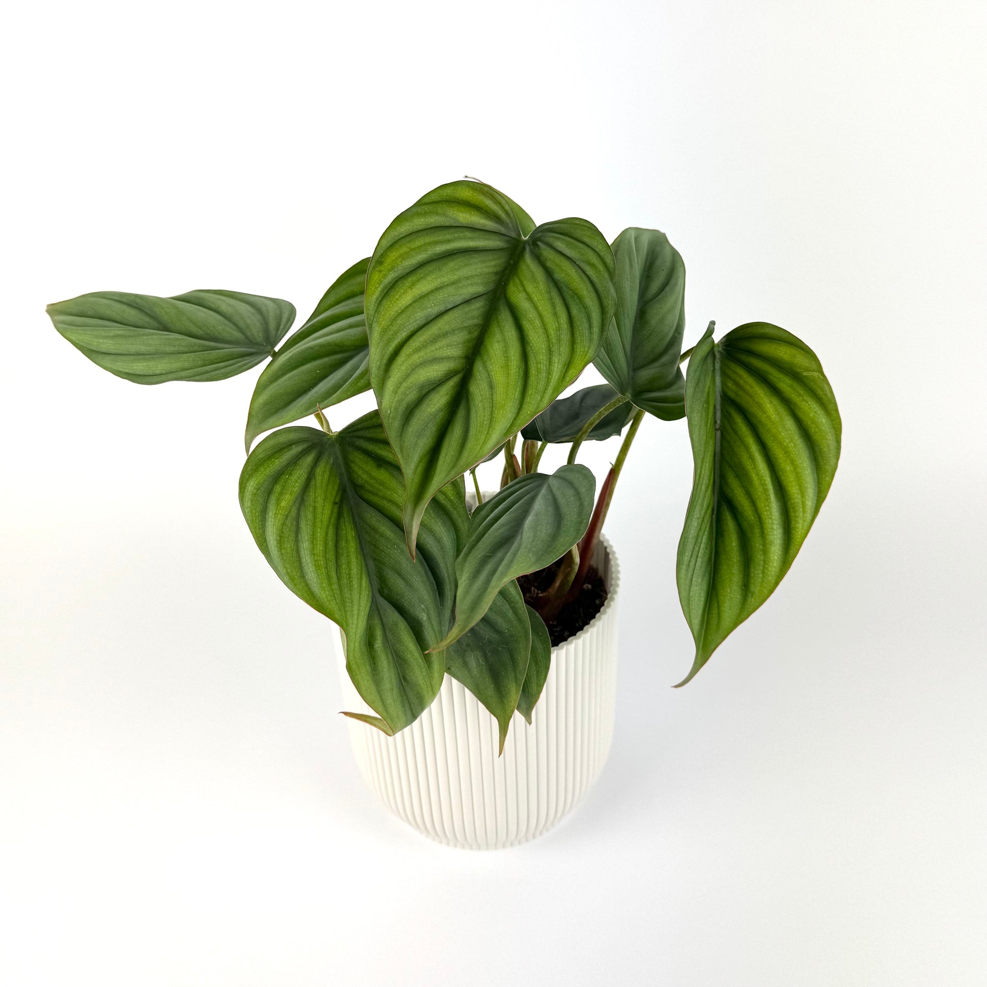 philodendron columbia Philodendron Colombia 12cm Potsize Houseplant – OH SO Floral