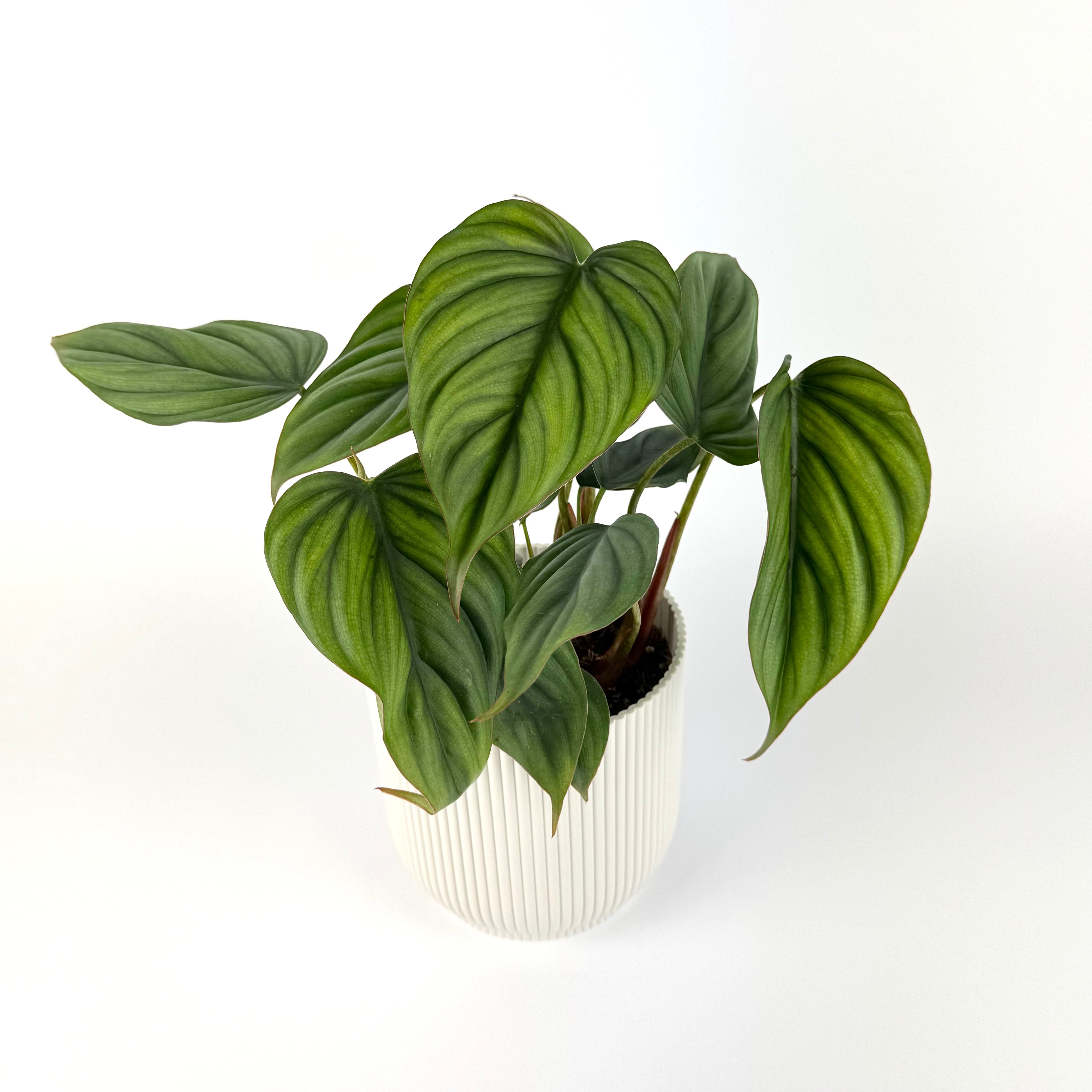 Philodendron Colombia 12cm Potsize Houseplant