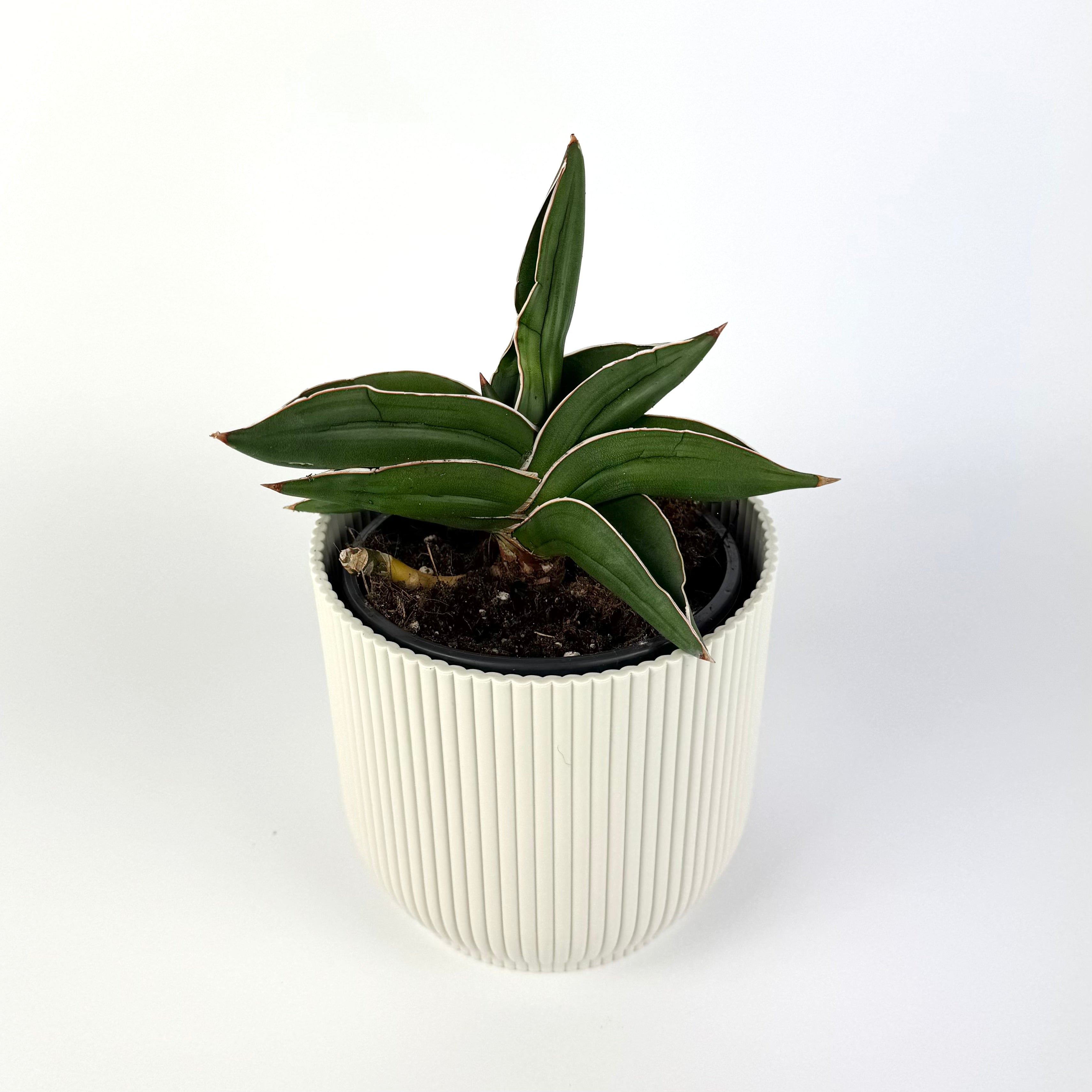 Sanseveria Samuraii 12cm Pot Size Houseplant