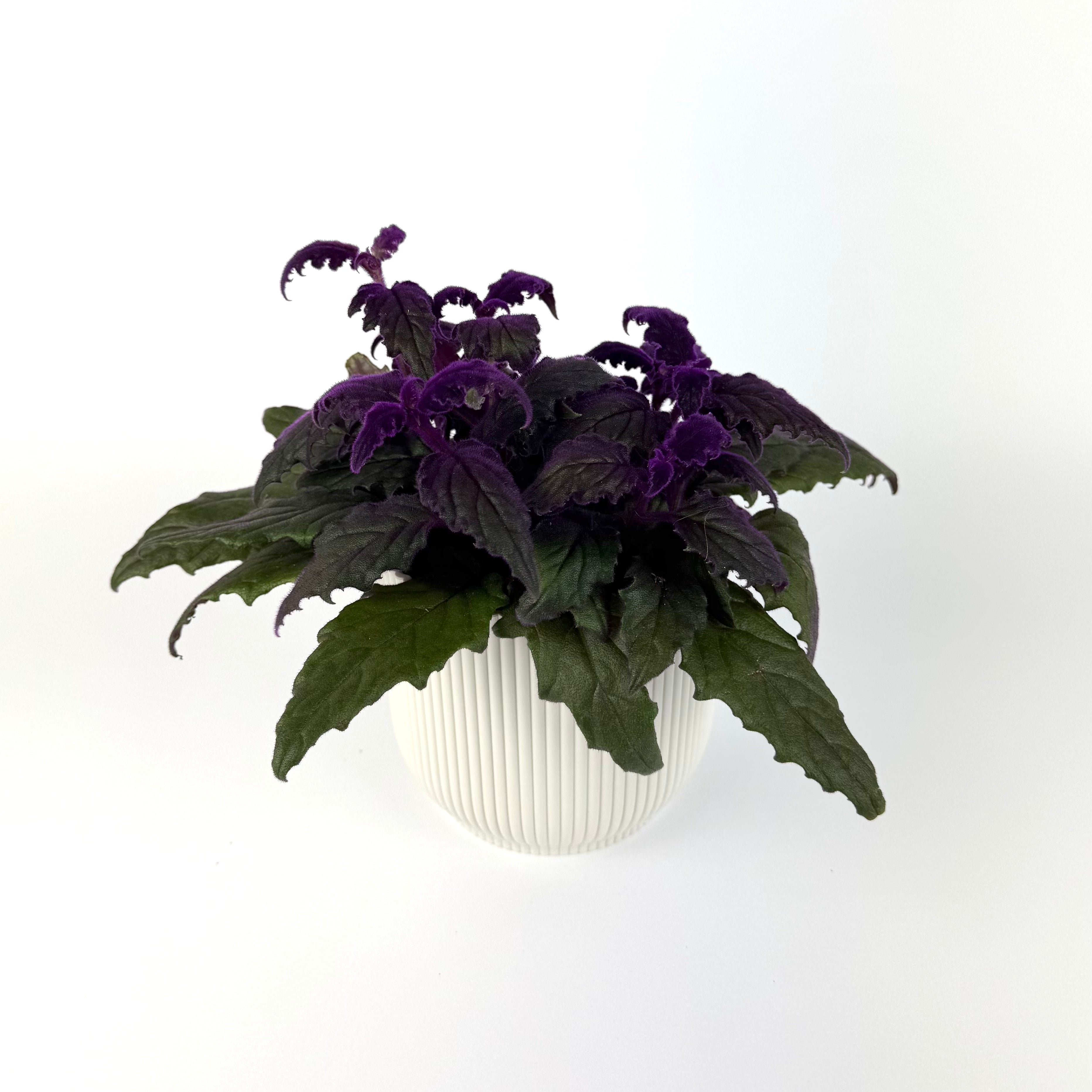 Gynura Purple Passion 12cm Pot Size Houseplant
