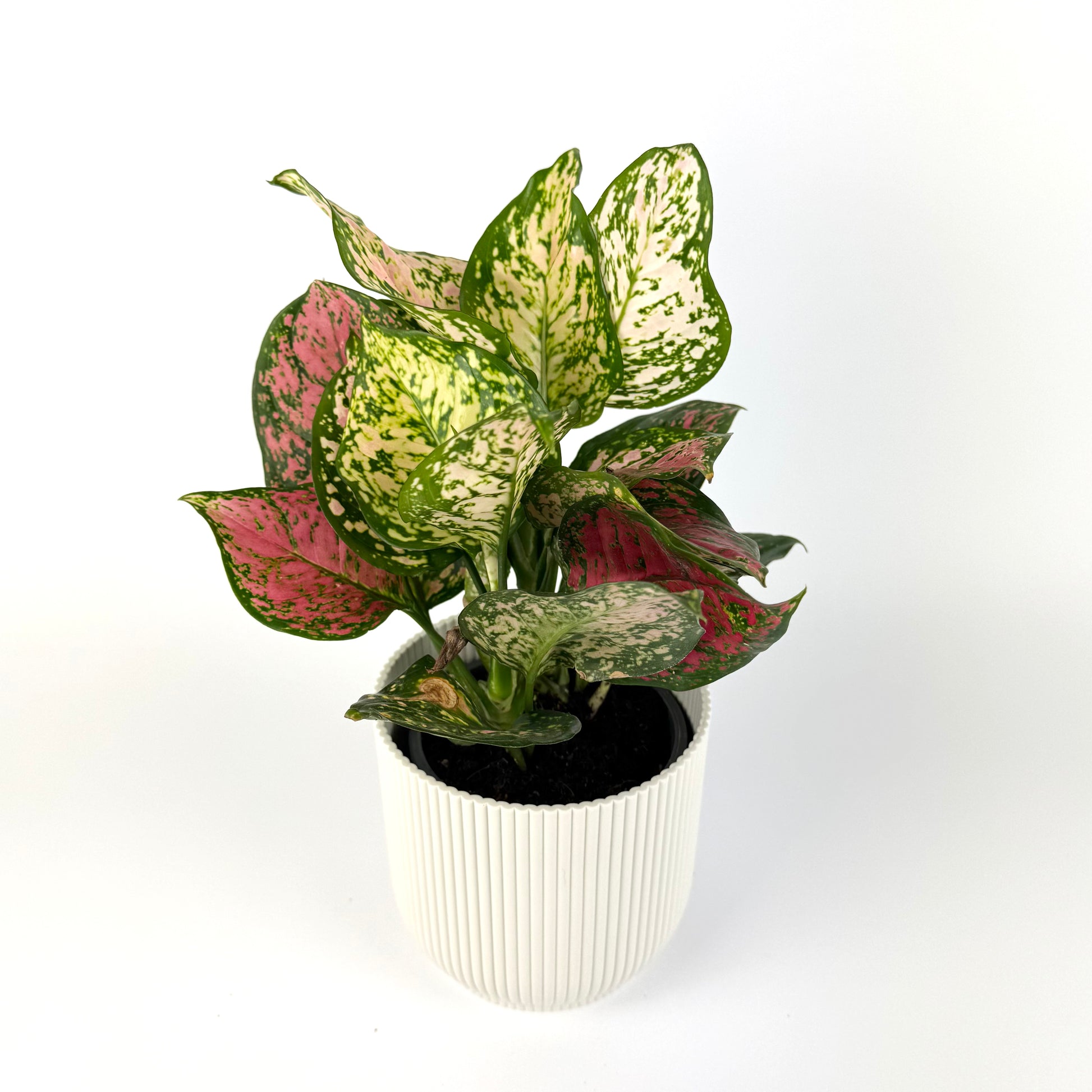 aglaonema pot size Aglaonema Amanyance 12cm Potsize Houseplant – OH SO Floral