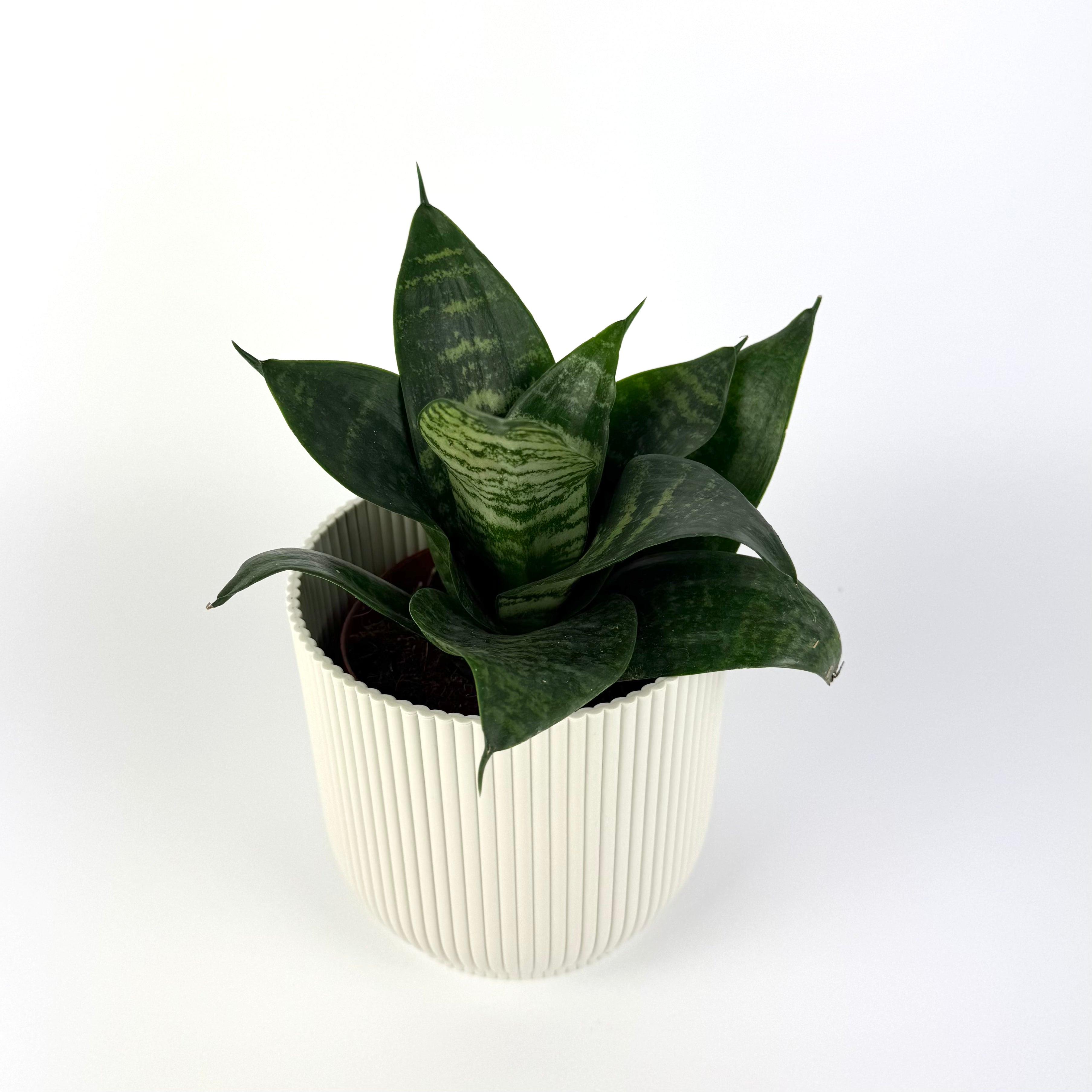 Sanseveria Hahnii 12cm Pot Size Houseplant