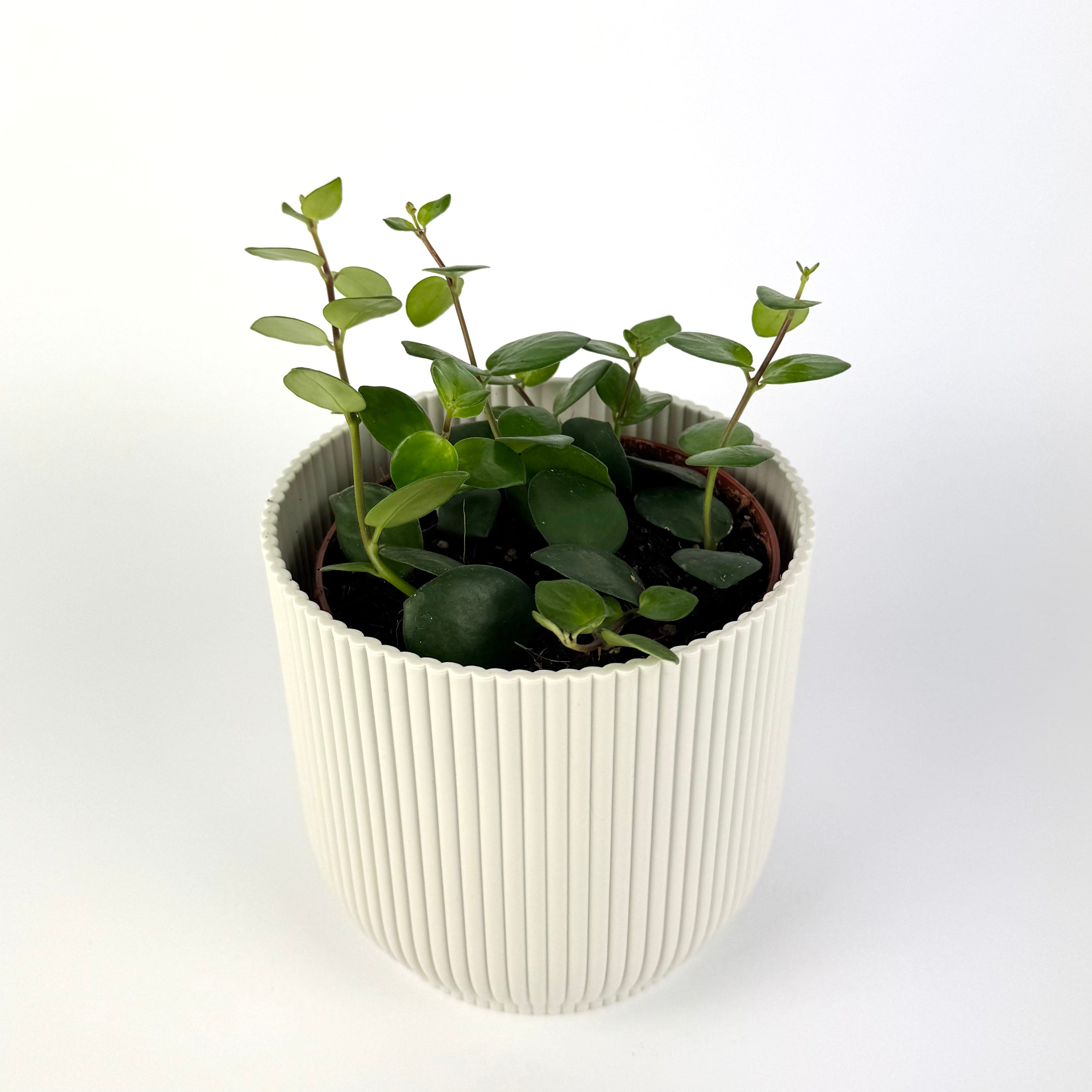 Aeschyn Pink Polka Green 12cm Houseplant