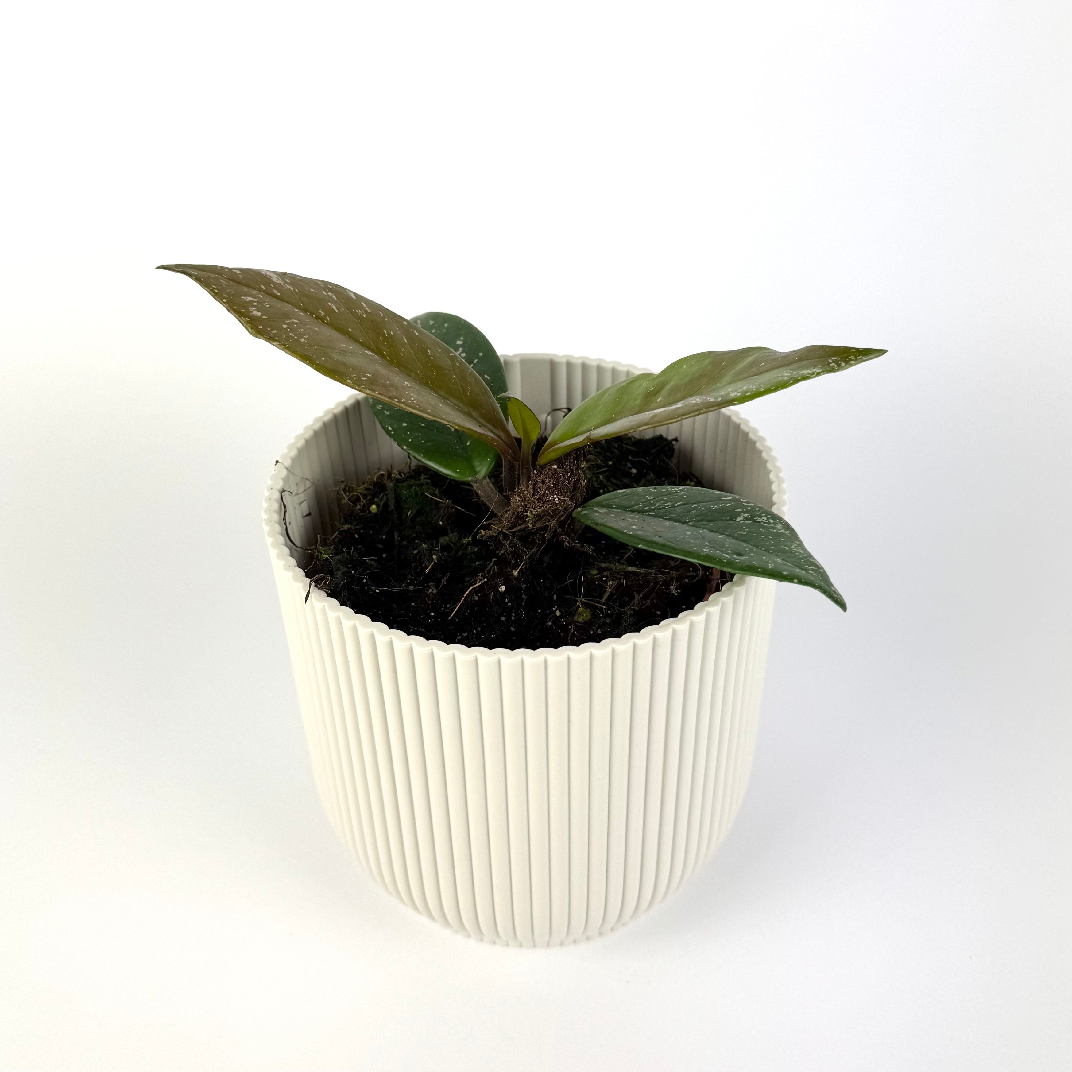 Hoya Carnosa Stardust 10.5cm Potsize Houseplant