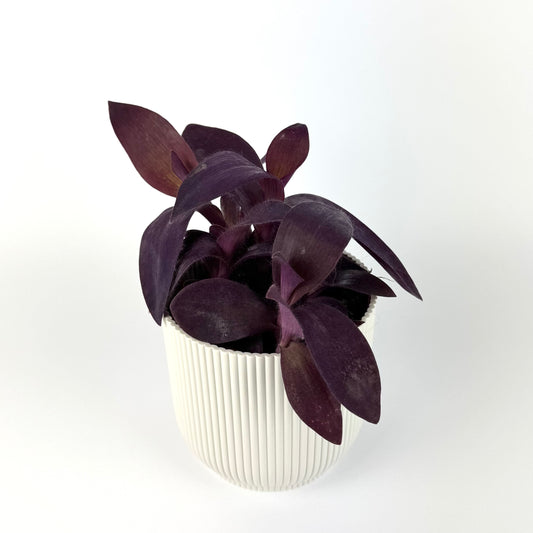 Tradescantia Palida 12cm Pot Size Houseplant