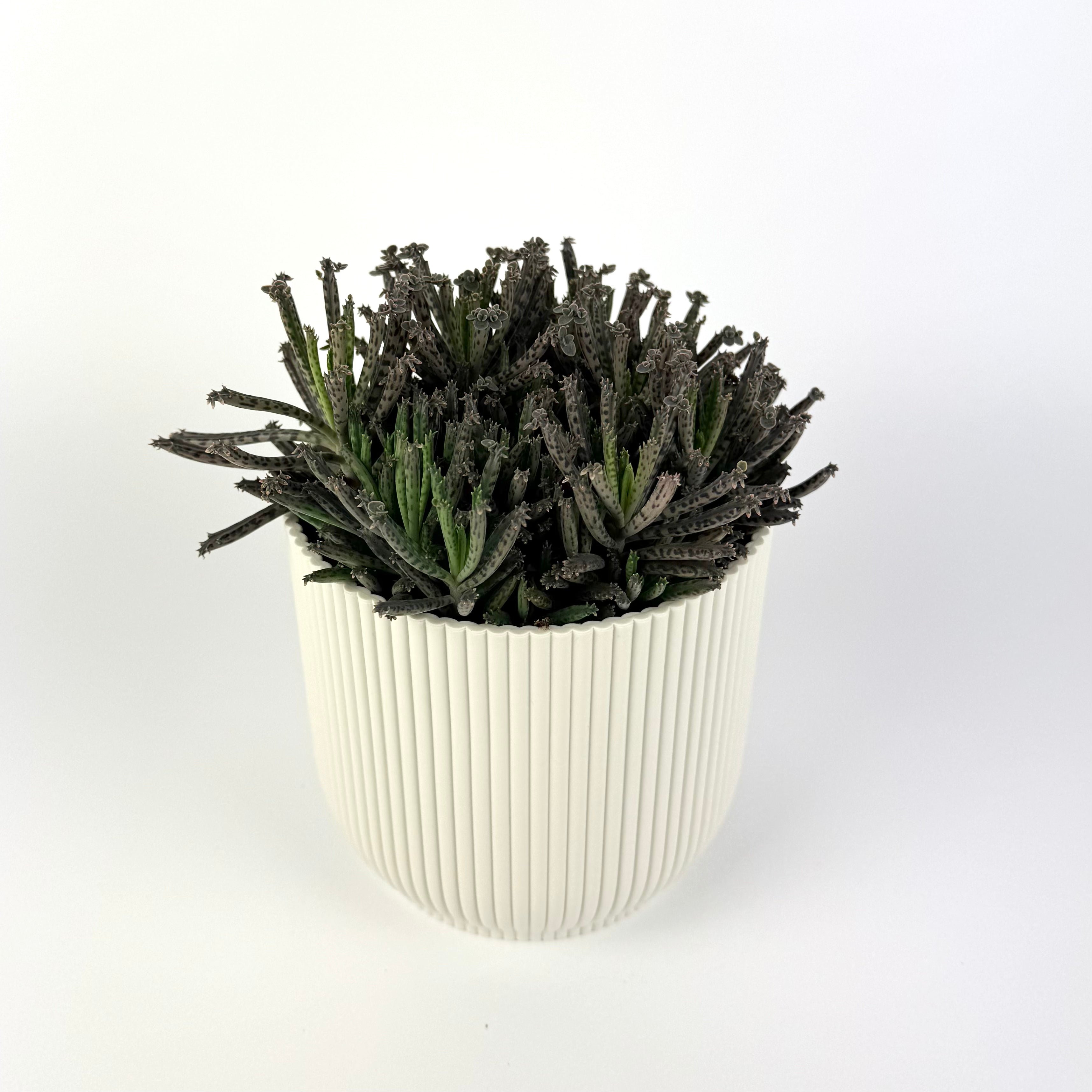 Kalanchoe Tubiflora Mother Of Millions 12cm Potsize Houseplant