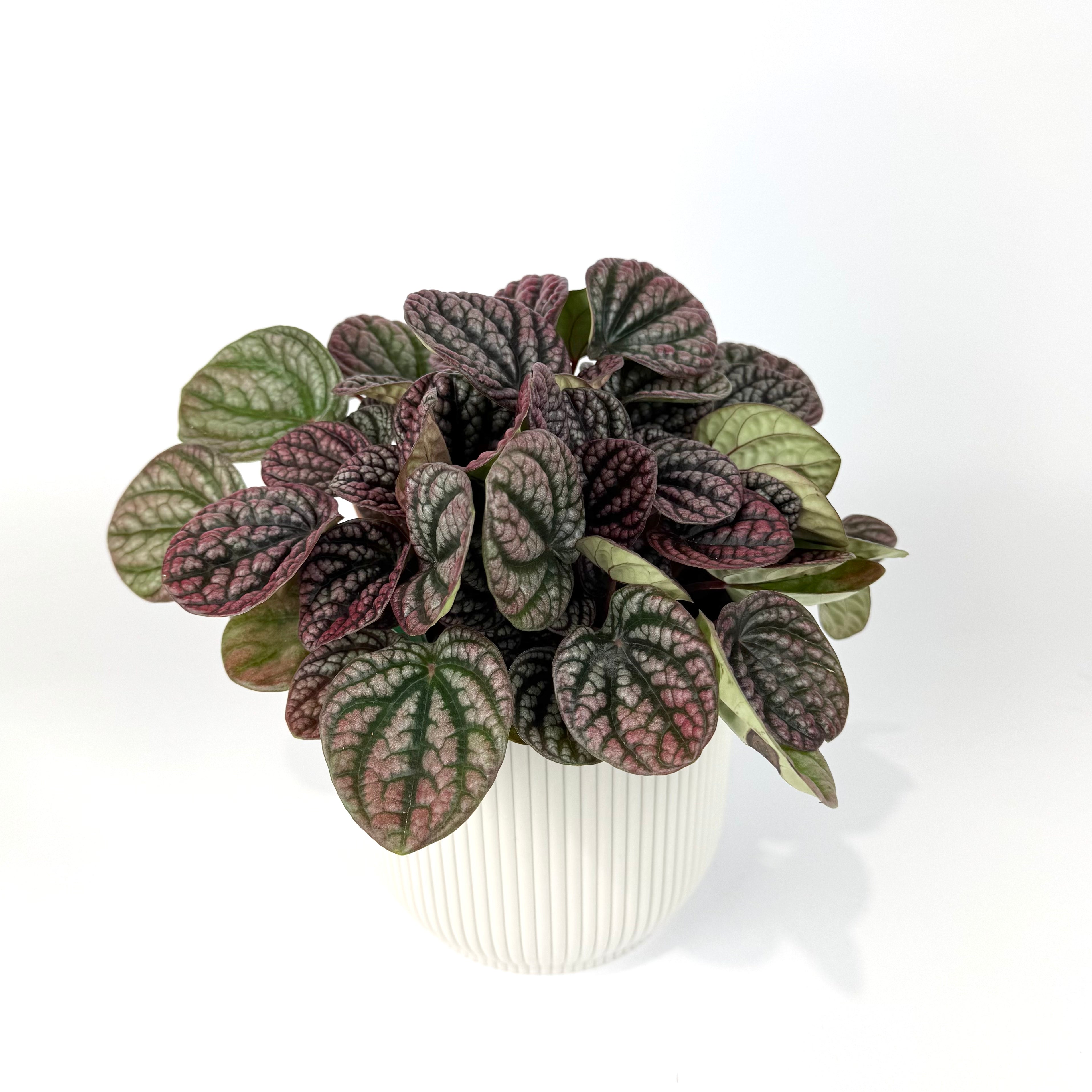 Peperomia Lucinda 12cm Houseplant