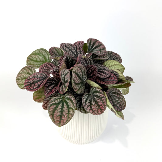 Peperomia Lucinda 12cm Houseplant