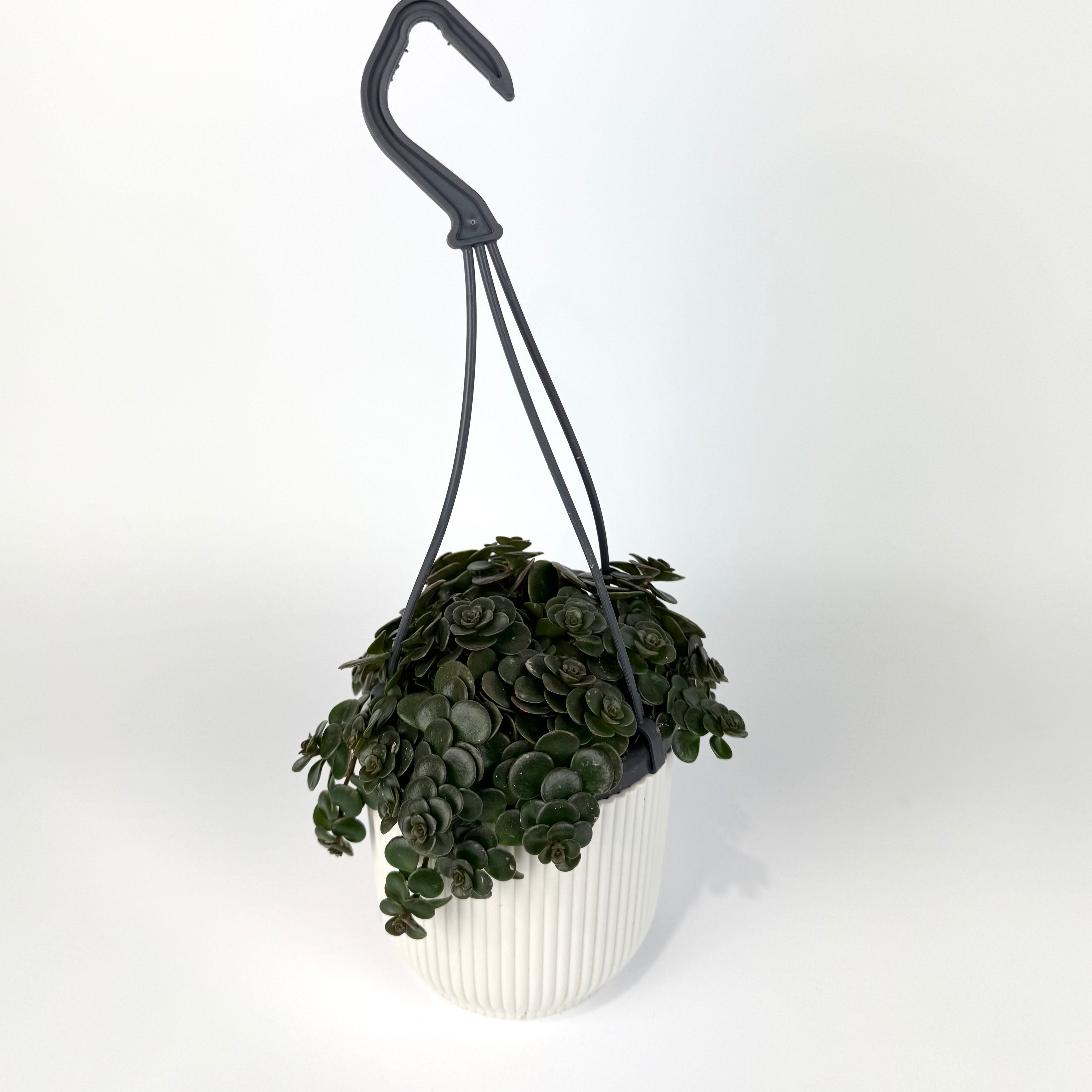 Sedum Tornado 10.5cm Houseplant