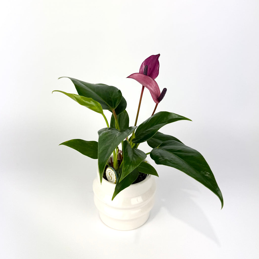 Anthurium with pot 7cm Houseplant