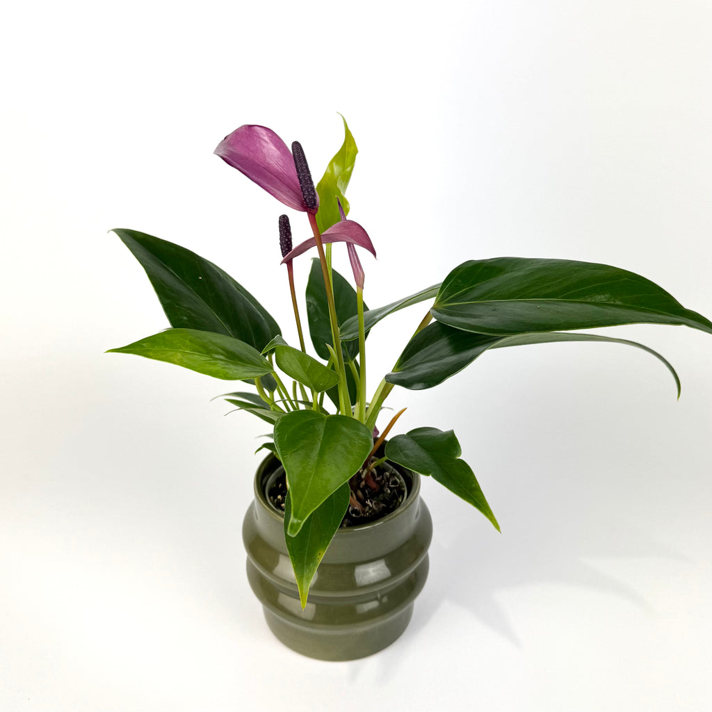 Anthurium with pot 7cm Houseplant