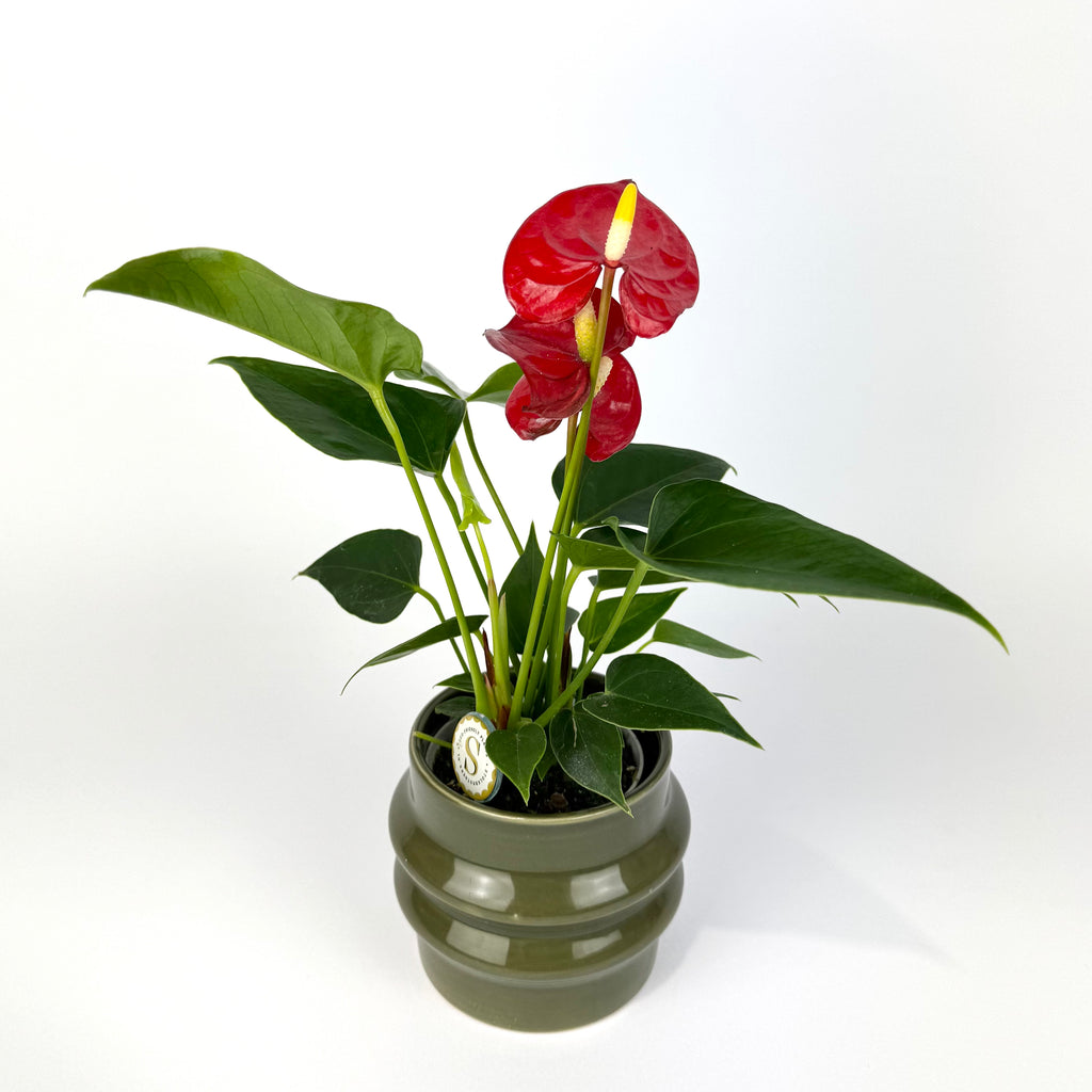 Anthurium with pot 7cm Houseplant