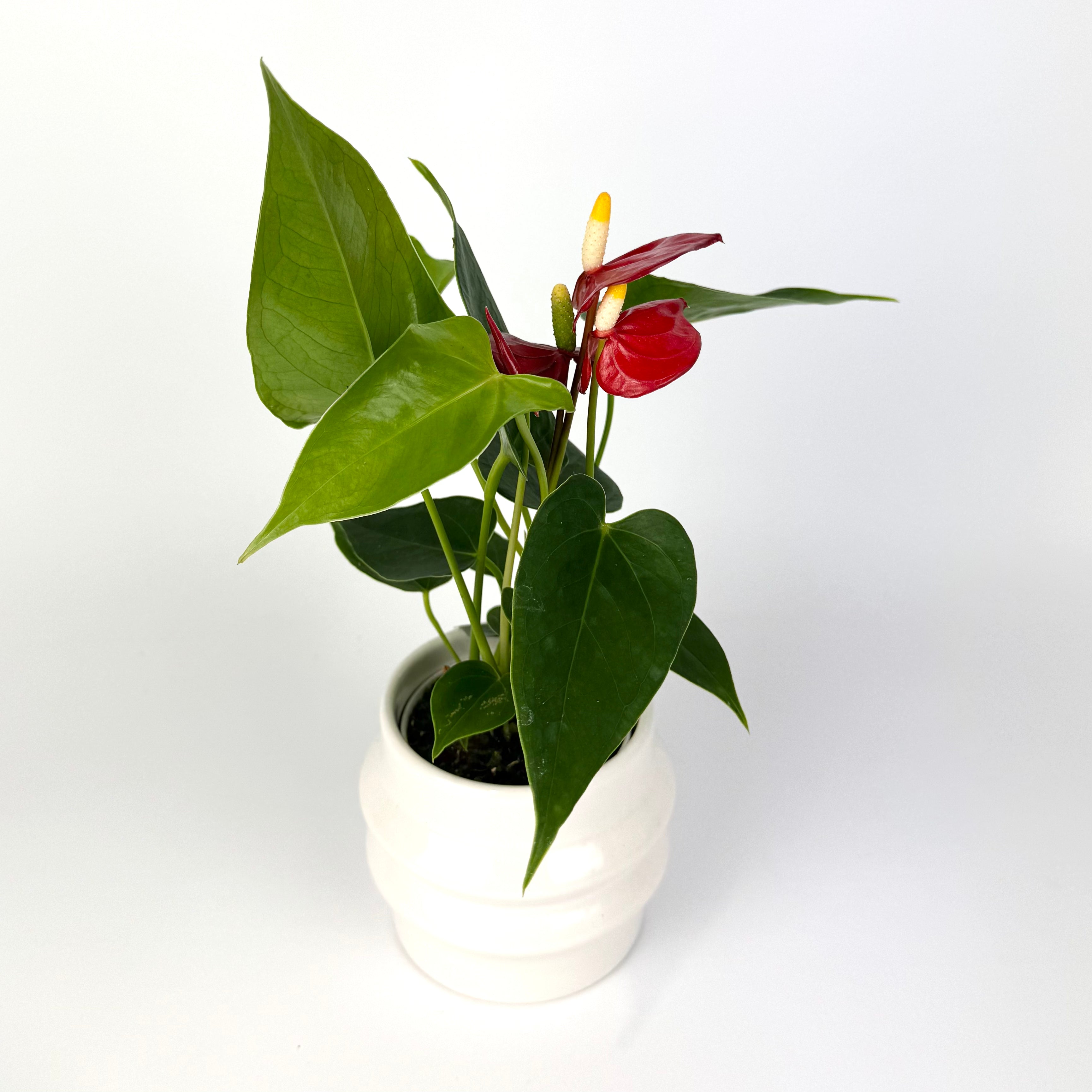 Anthurium with pot 7cm Houseplant