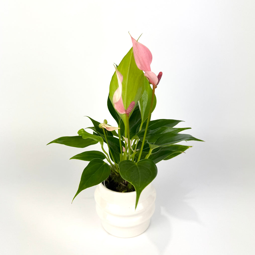 Anthurium with pot 7cm Houseplant